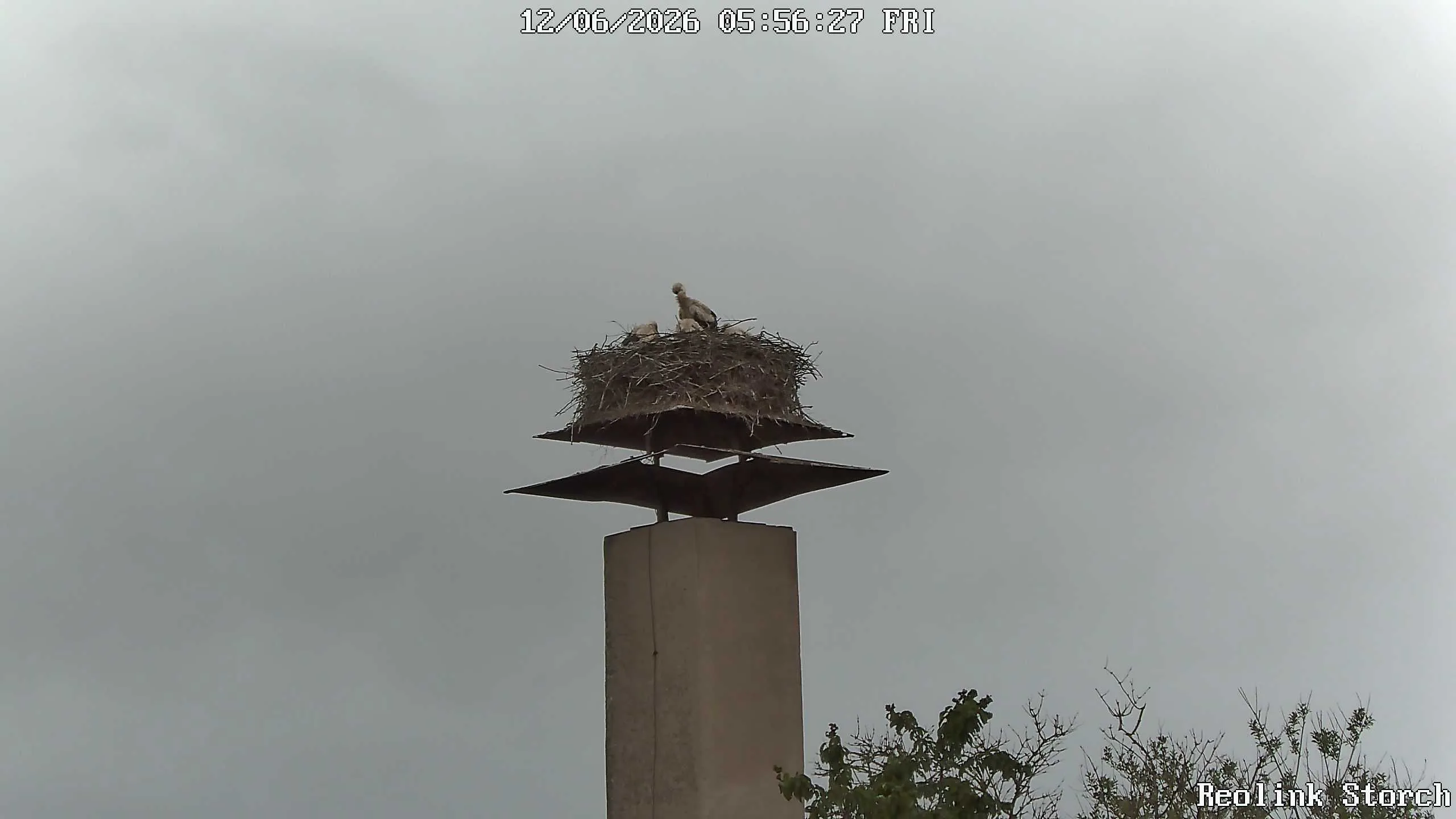 Storchencam Bild