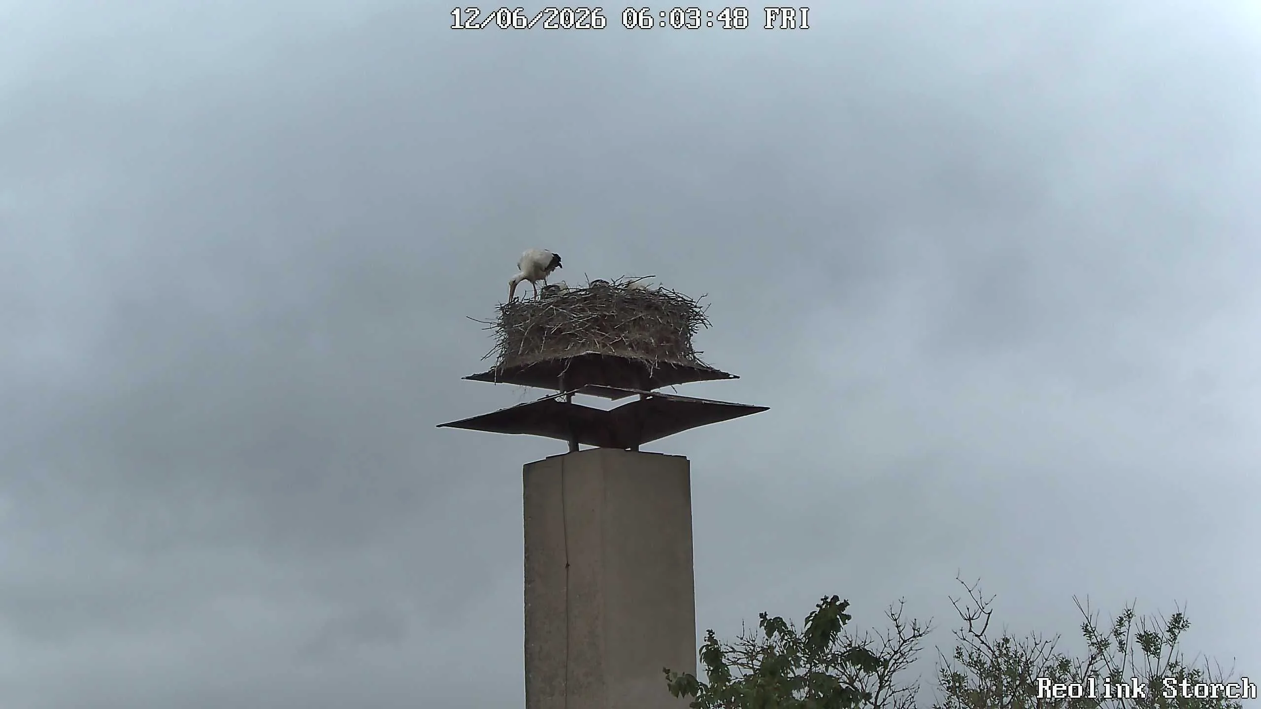 Storchencam Bild