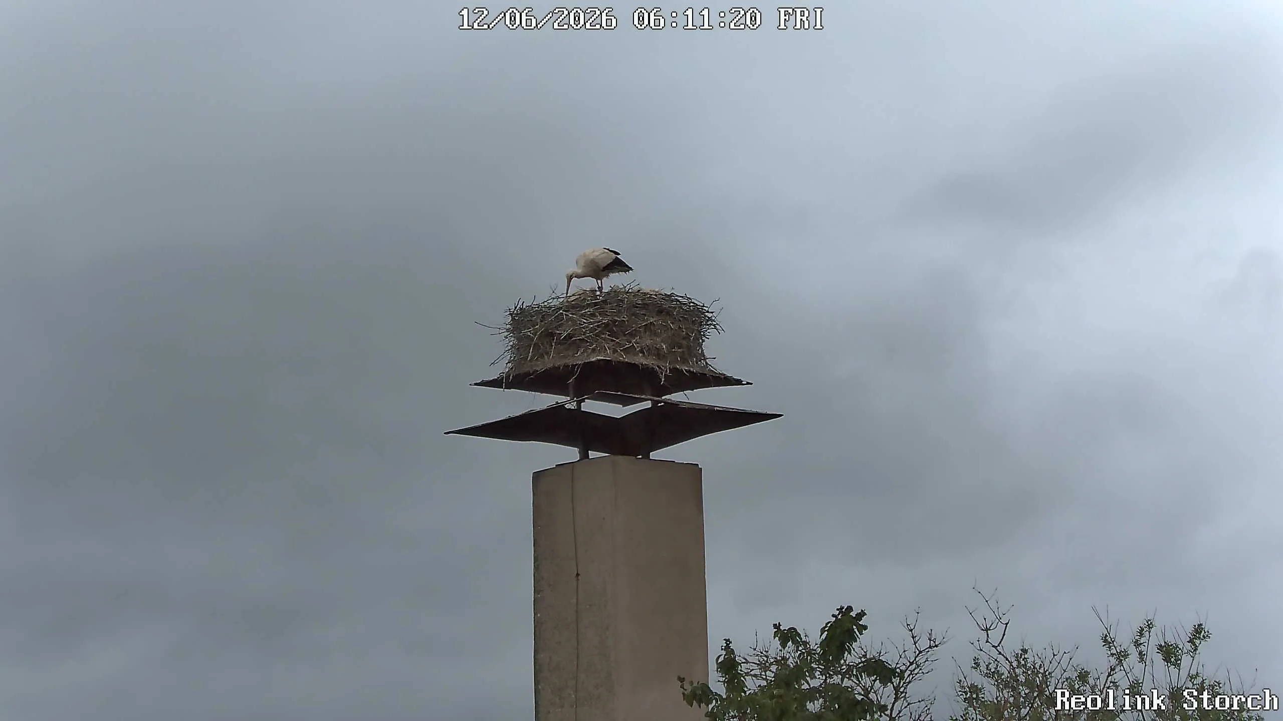 Storchencam Bild