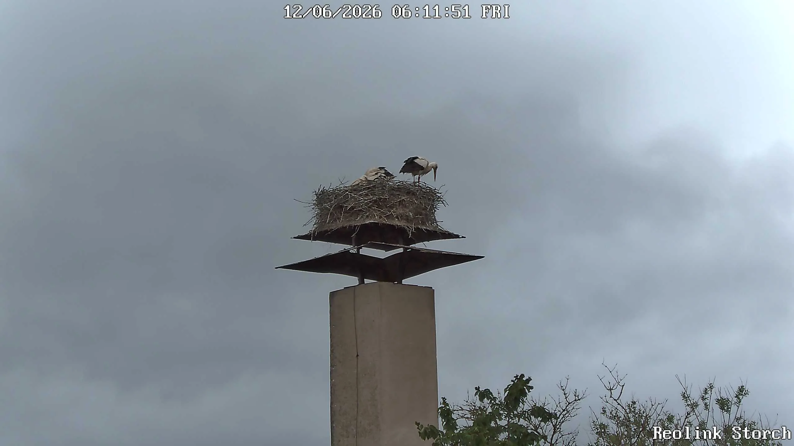 Storchencam Bild