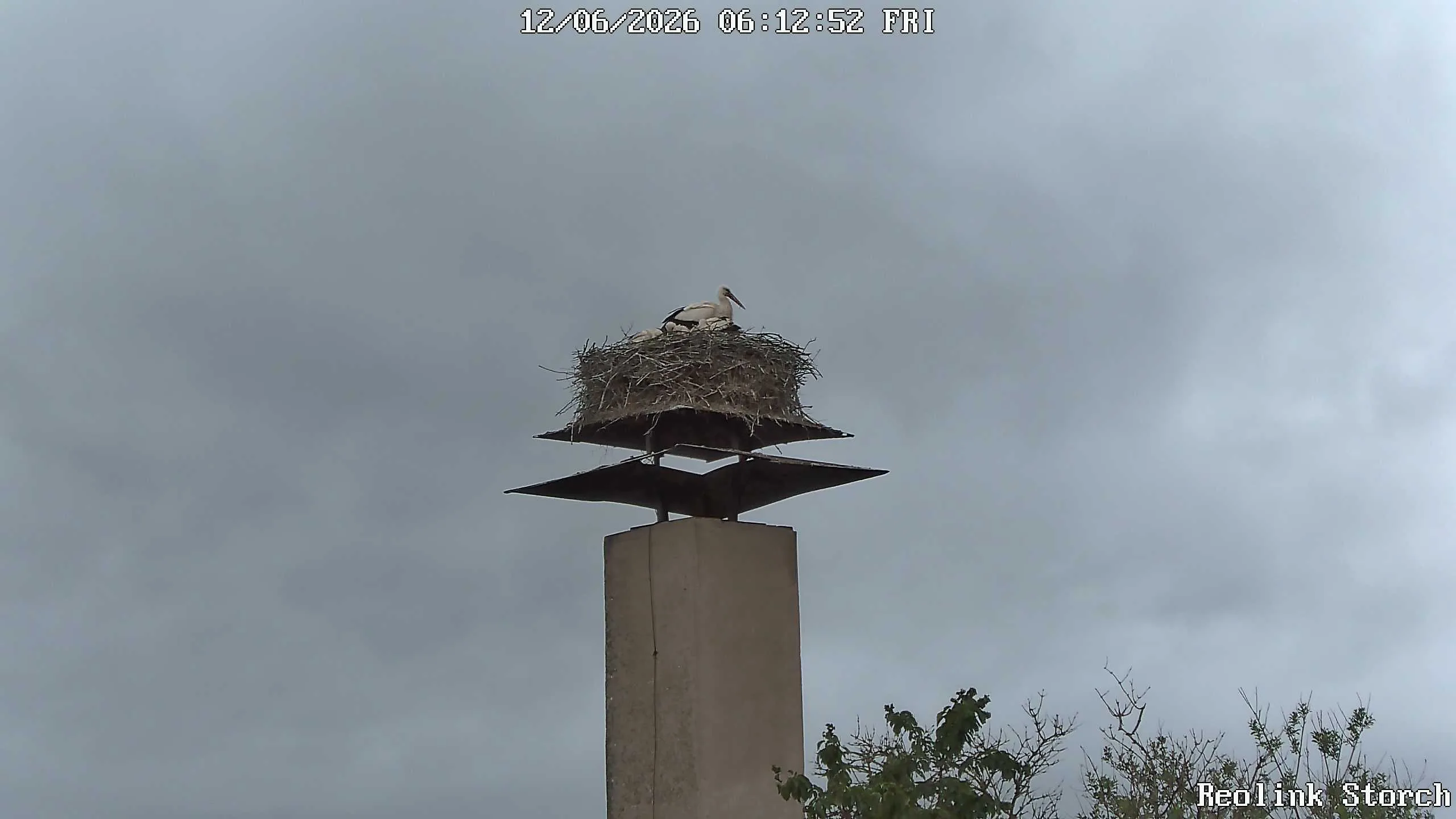 Storchencam Bild