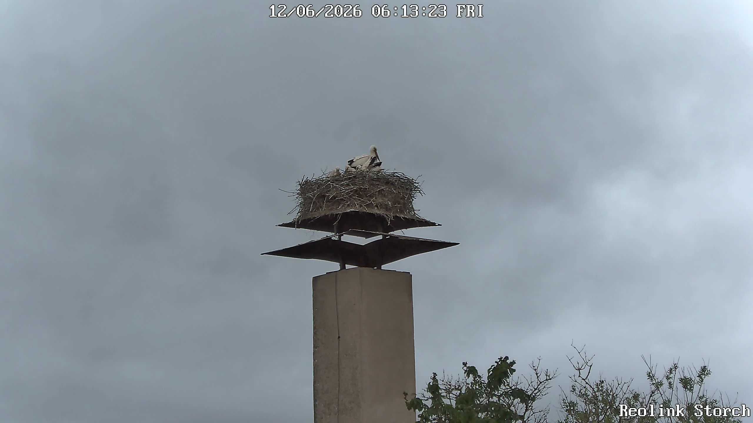 Storchencam Bild
