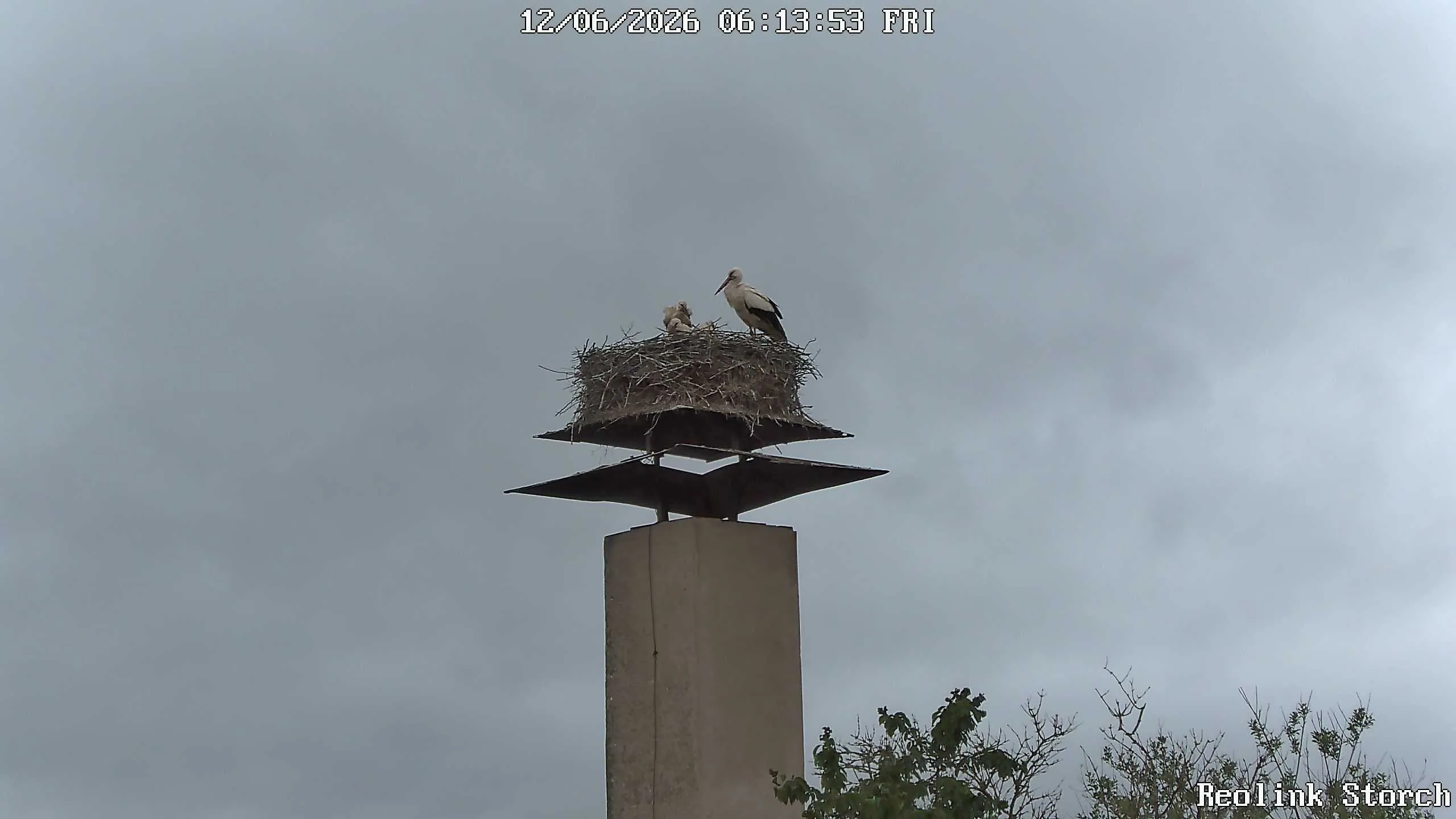 Storchencam Bild