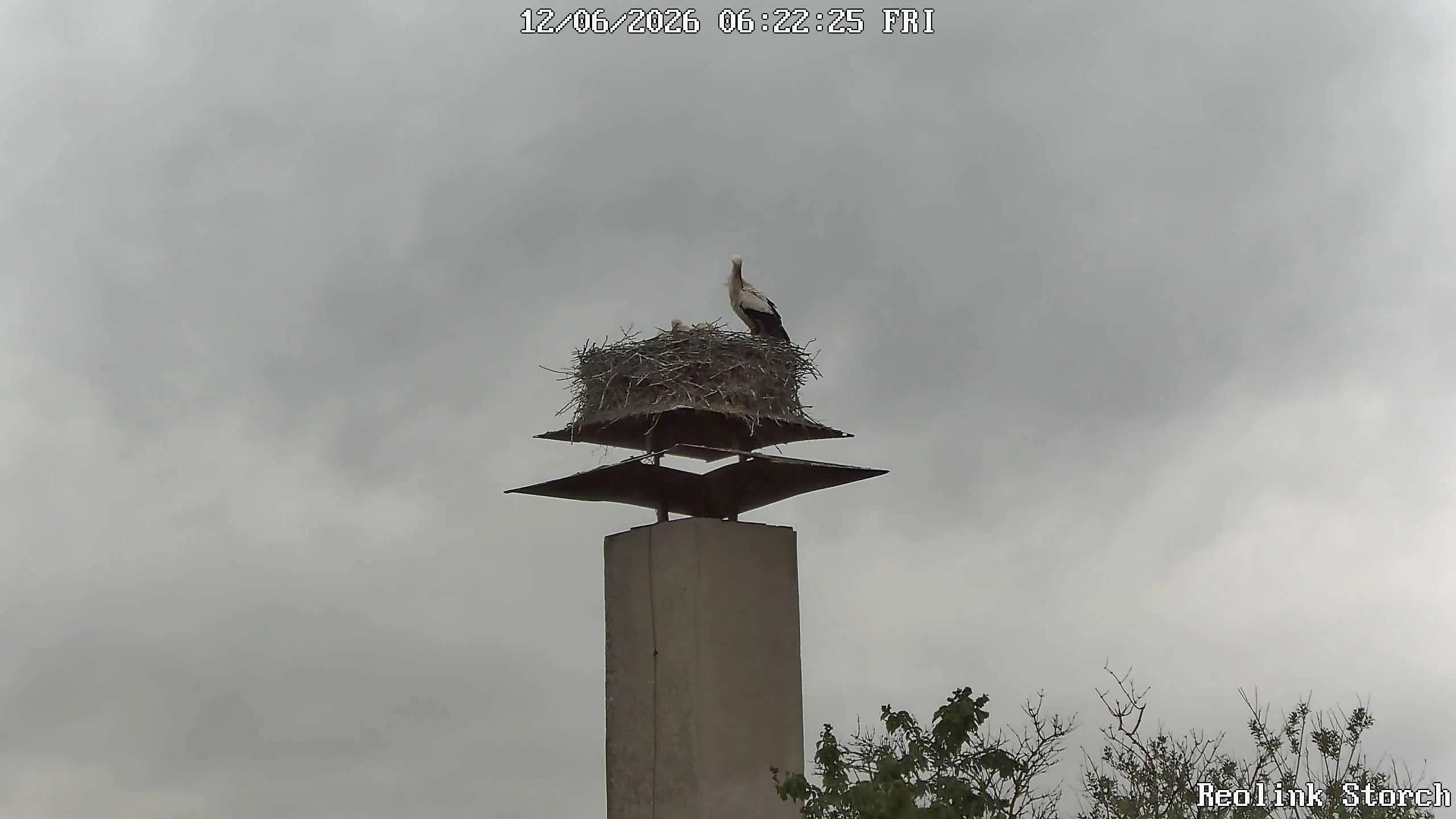 Storchencam Bild