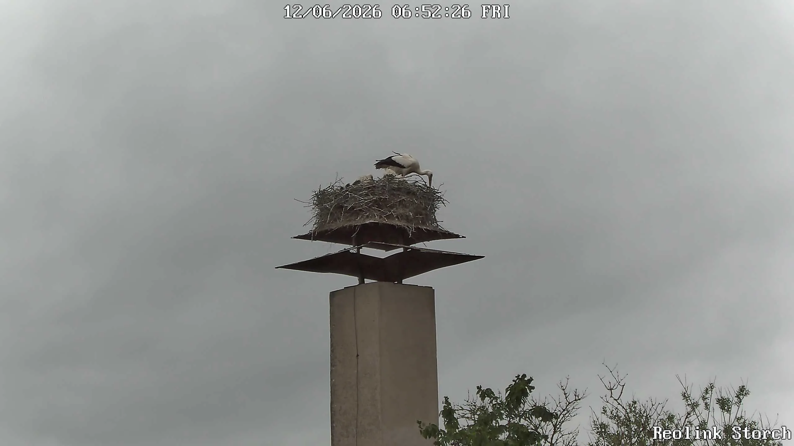 Storchencam Bild
