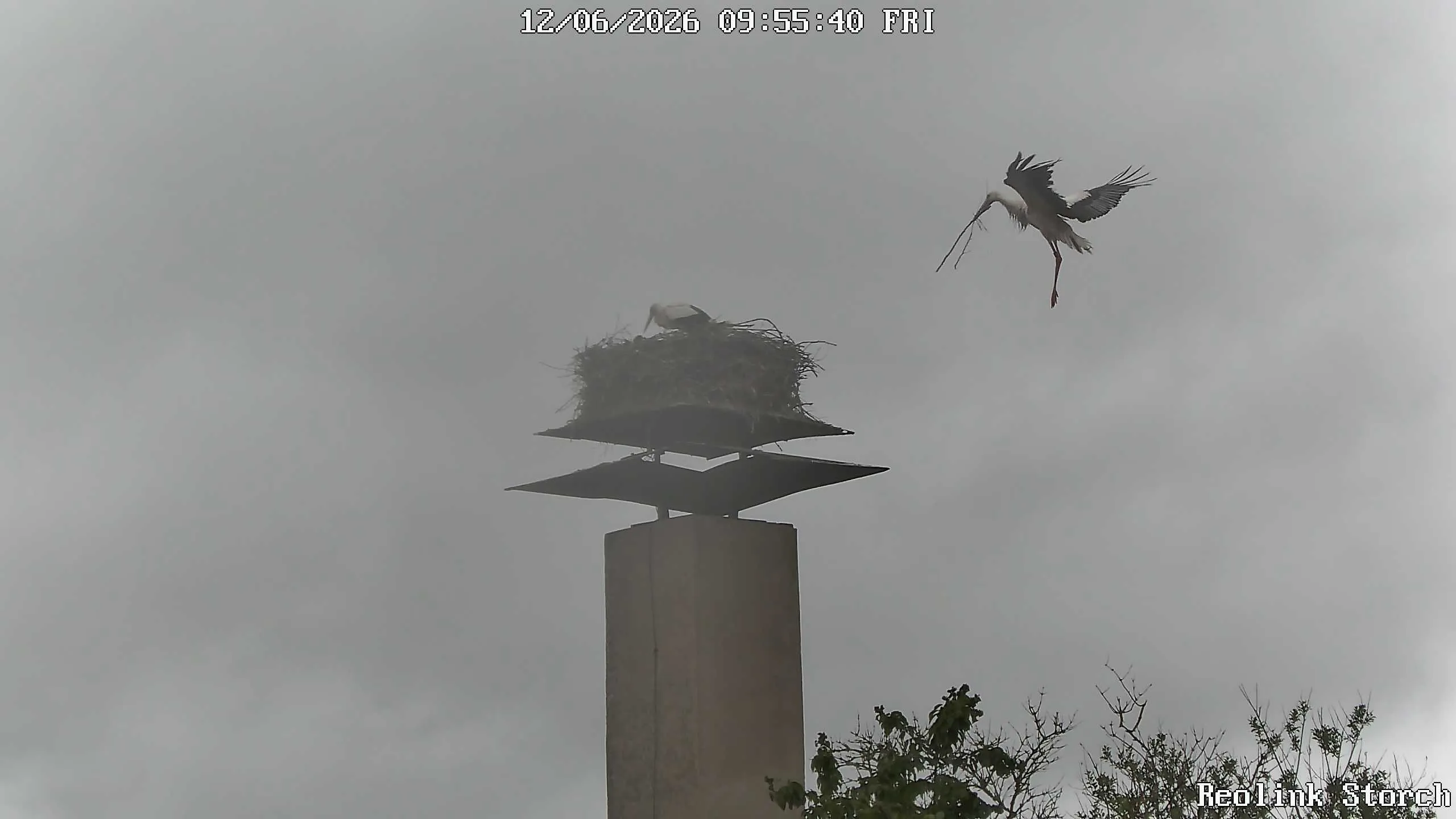 Storchencam Bild