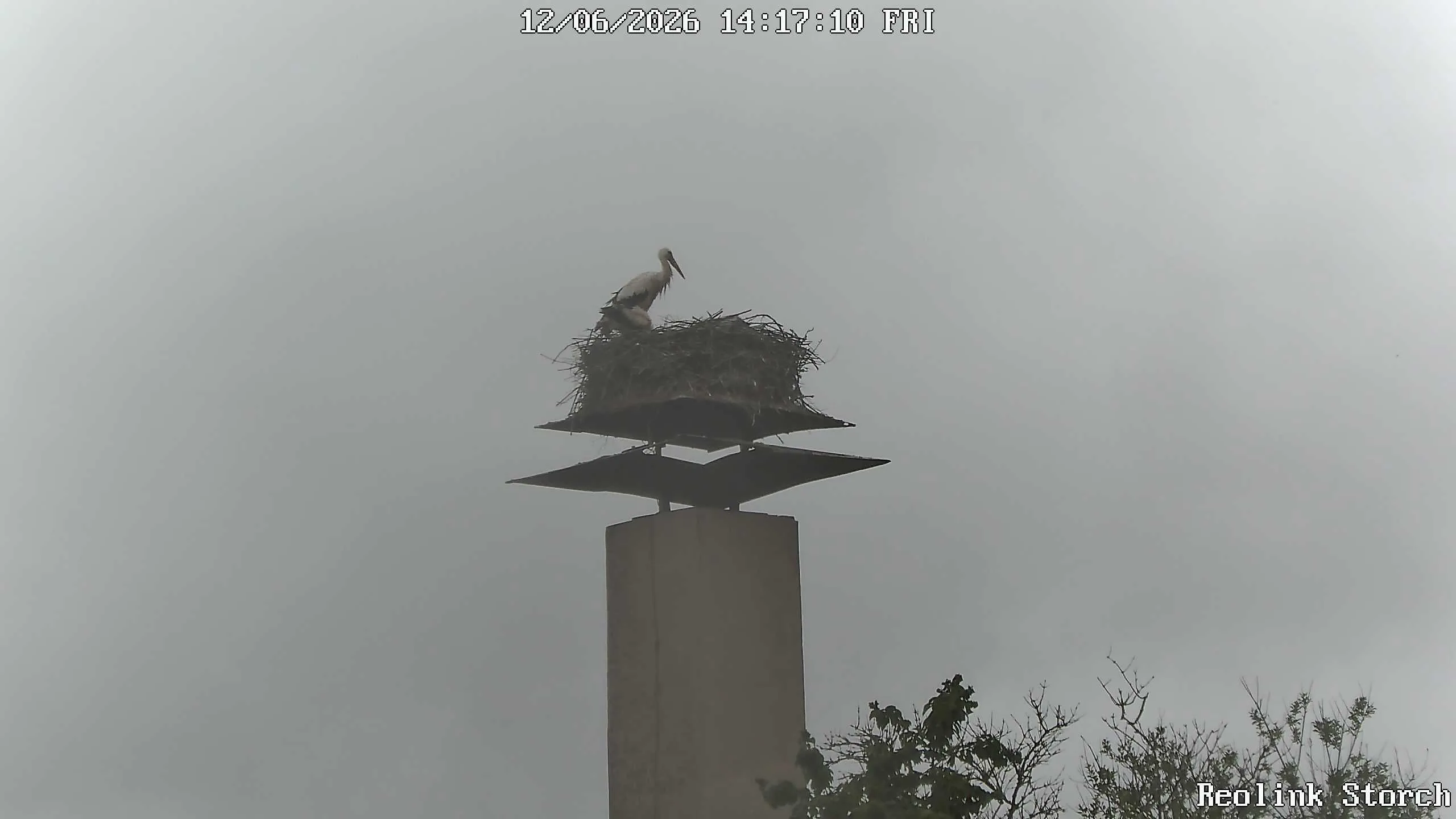 Storchencam Bild