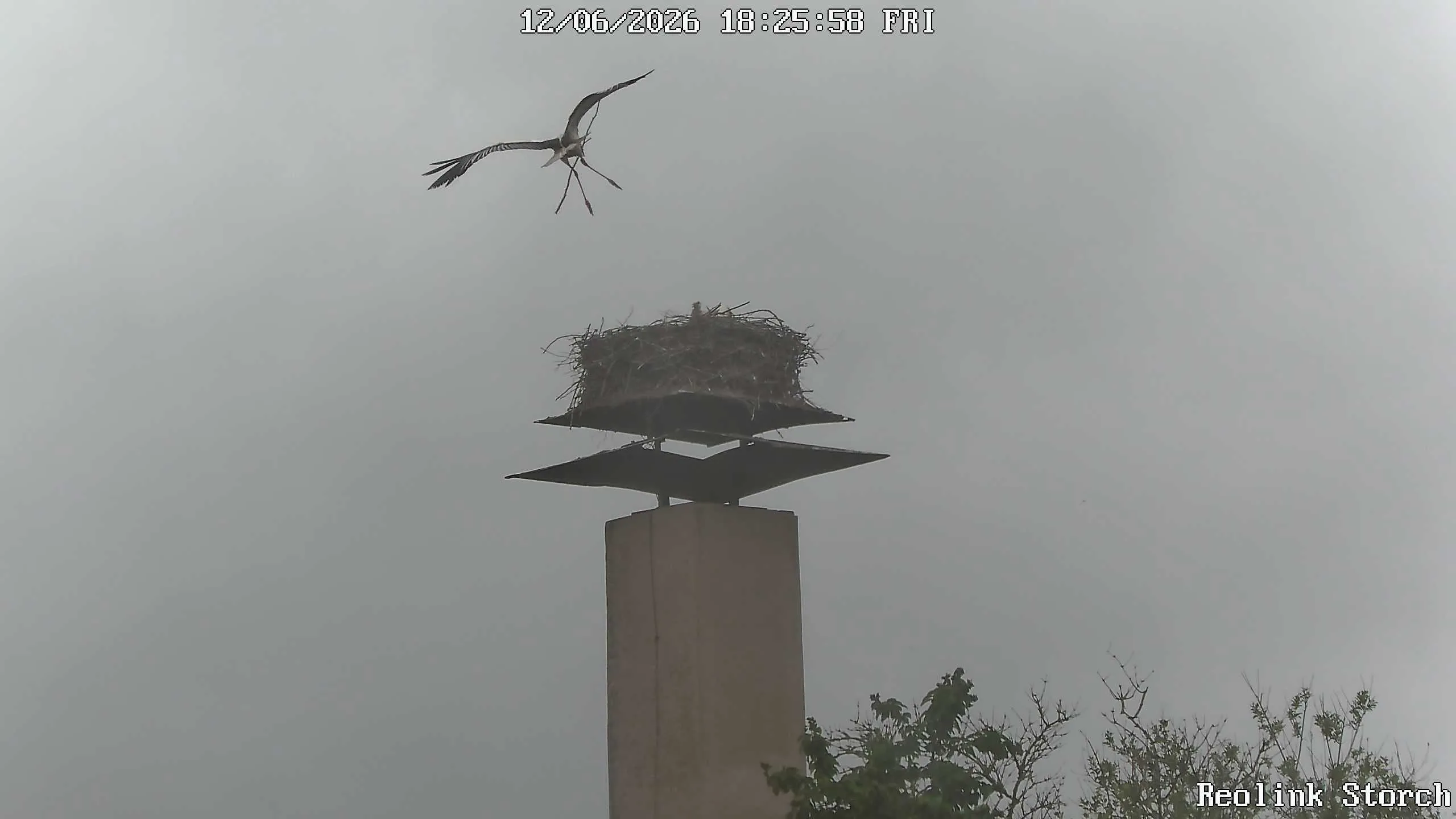 Storchencam Bild