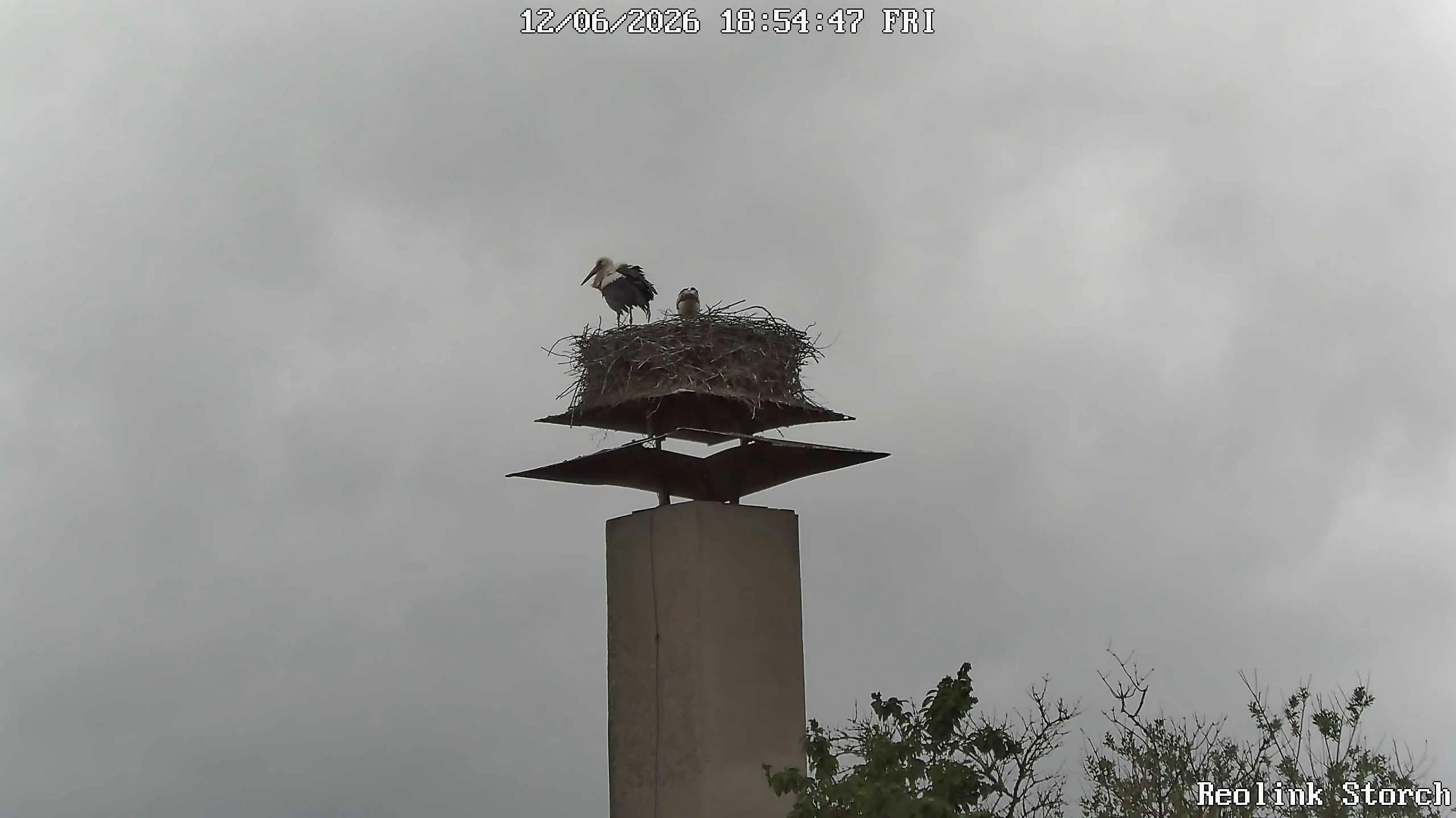 Storchencam Bild