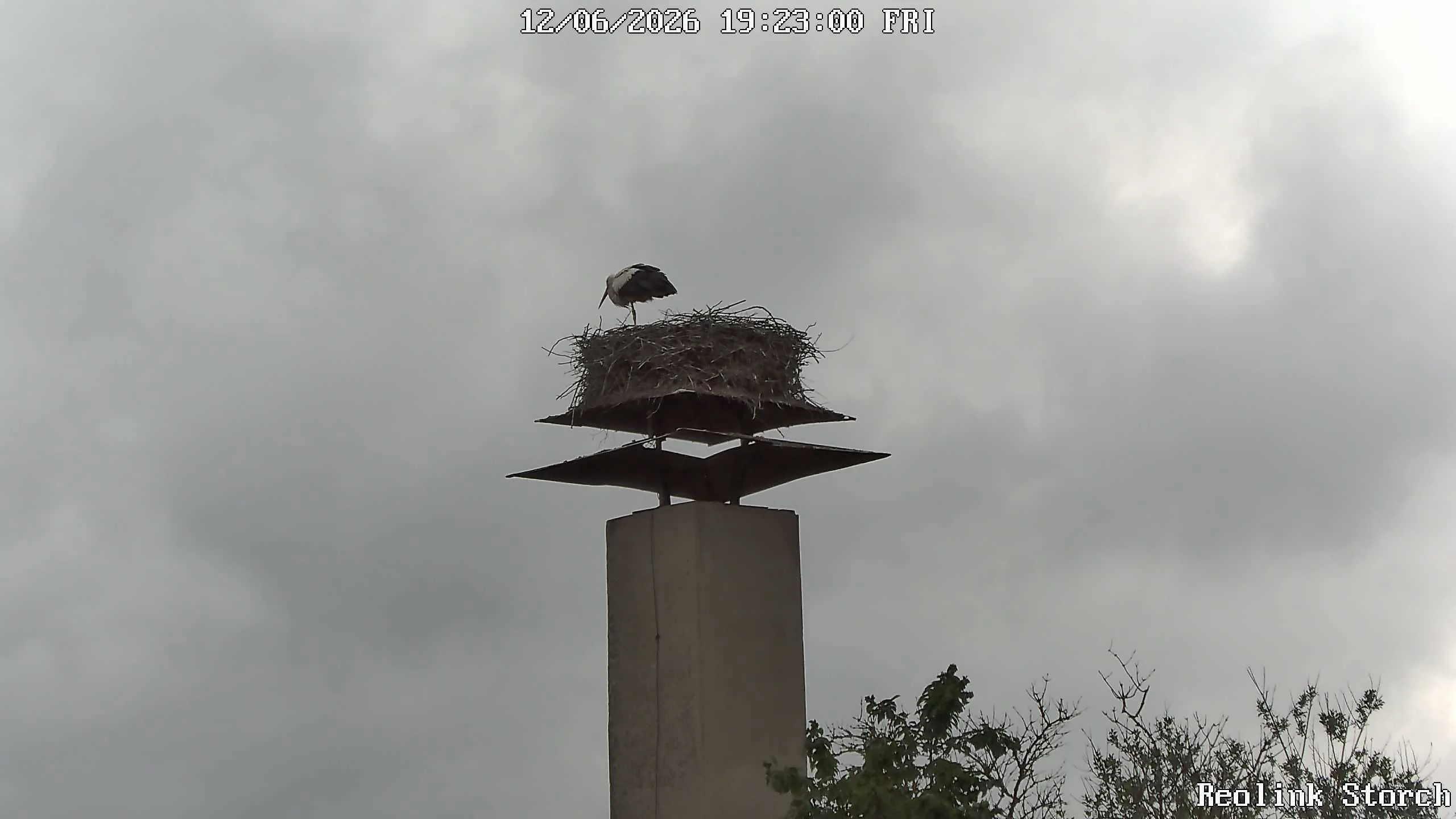 Storchencam Bild