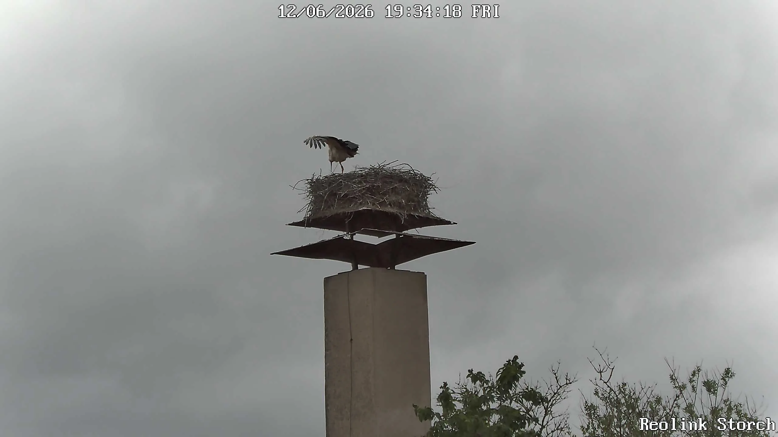 Storchencam Bild