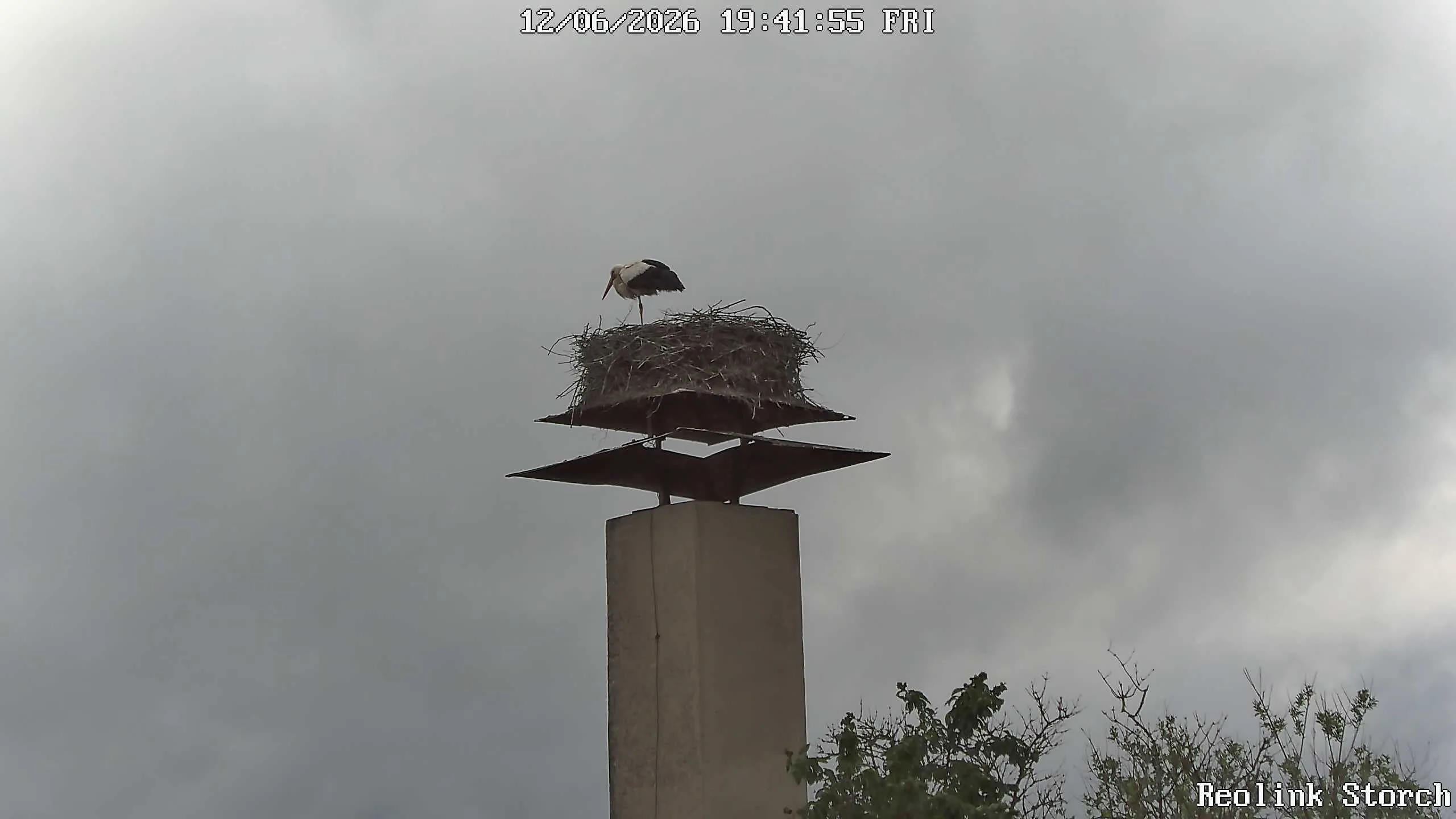 Storchencam Bild