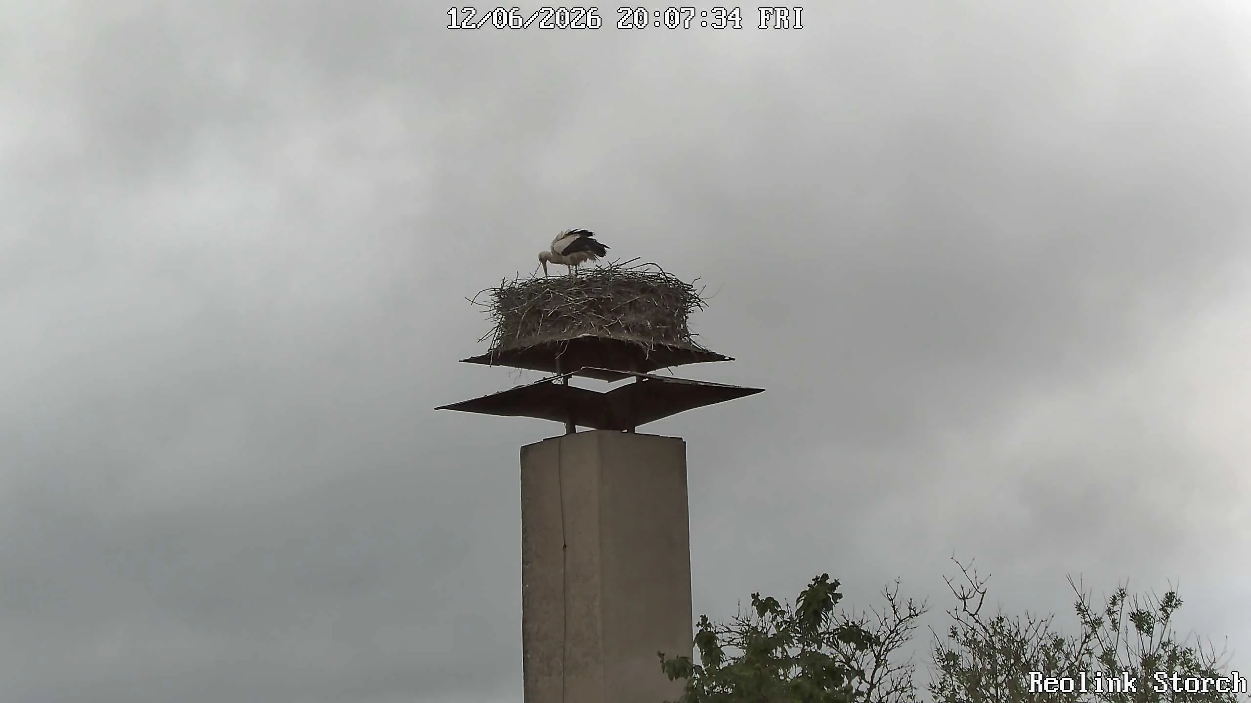 Storchencam Bild