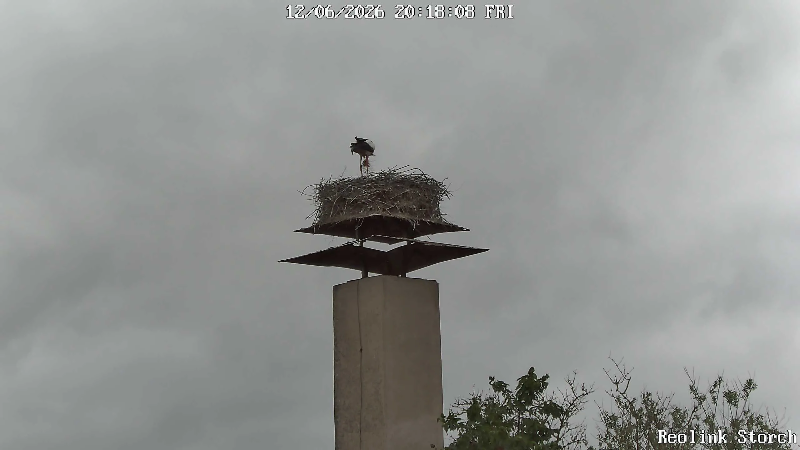 Storchencam Bild