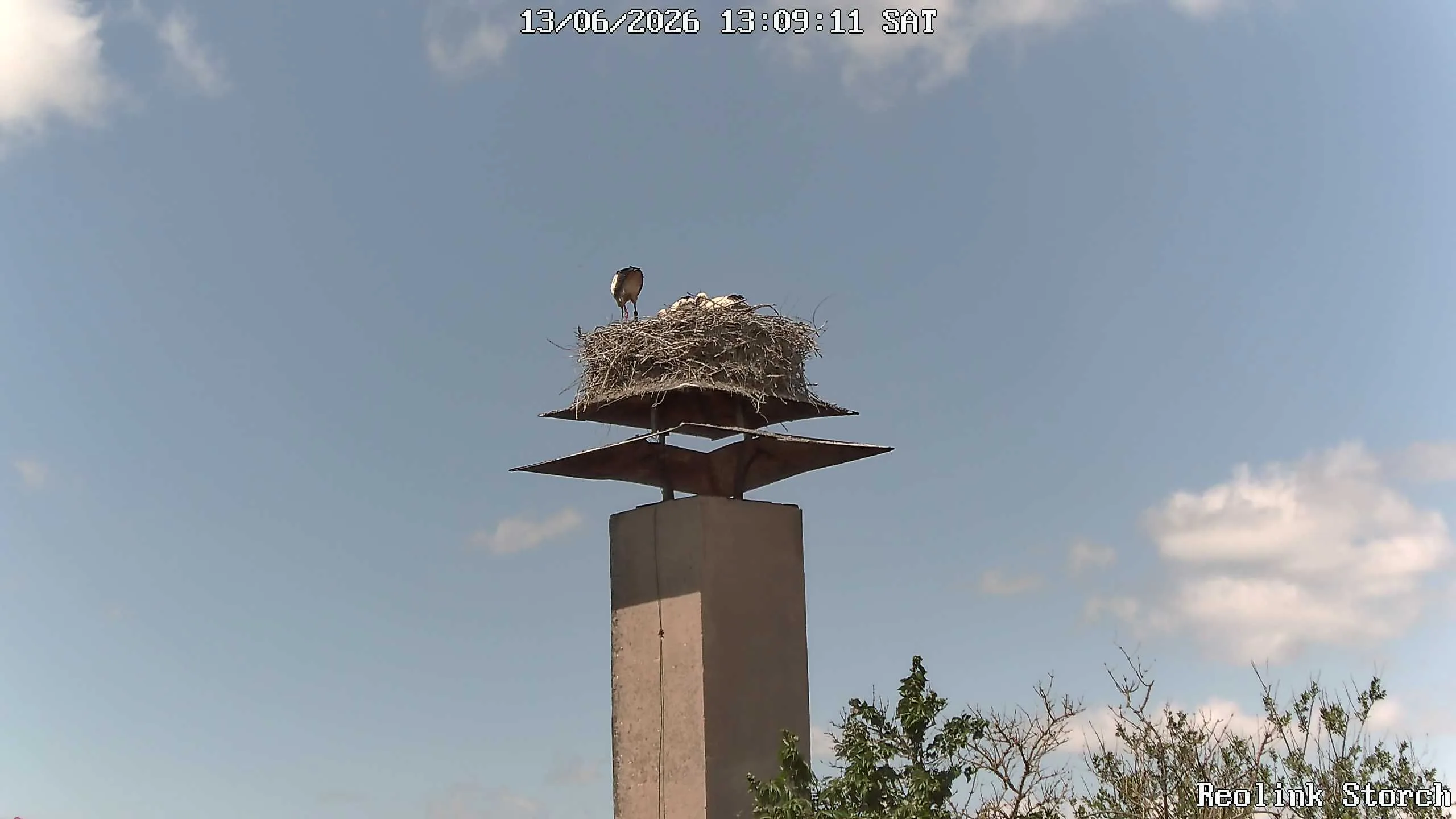Storchencam Bild