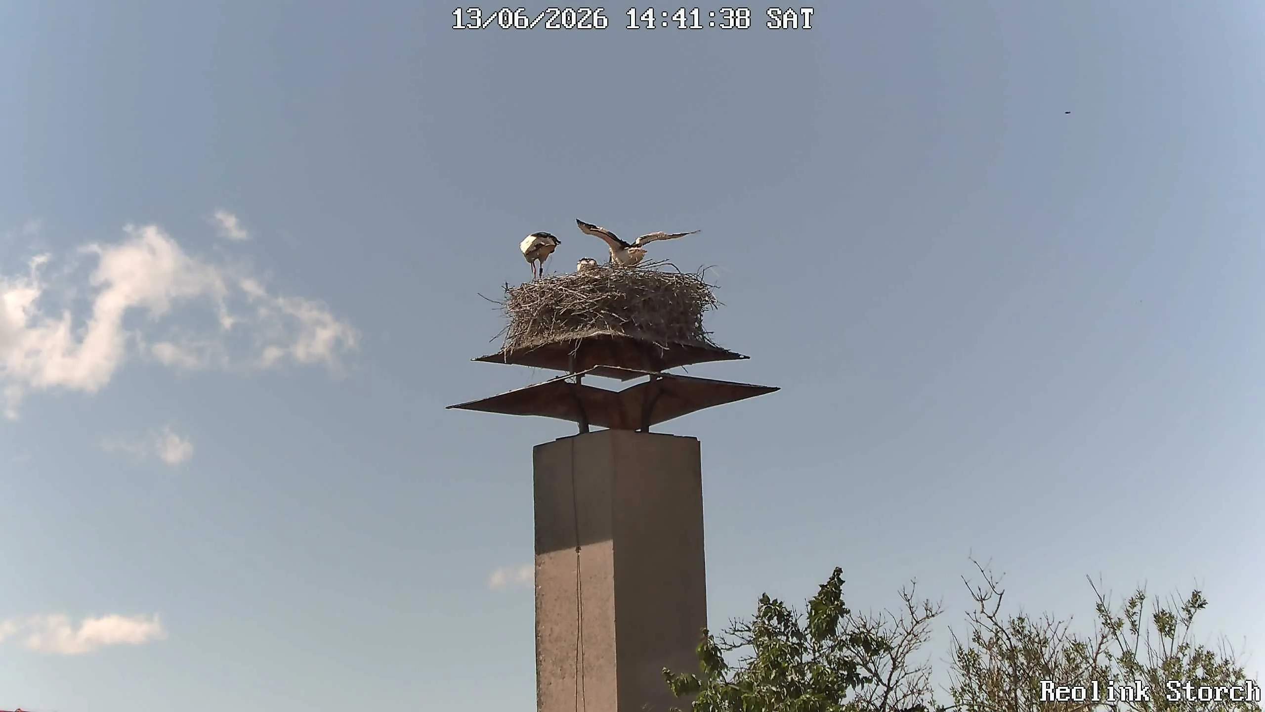 Storchencam Bild