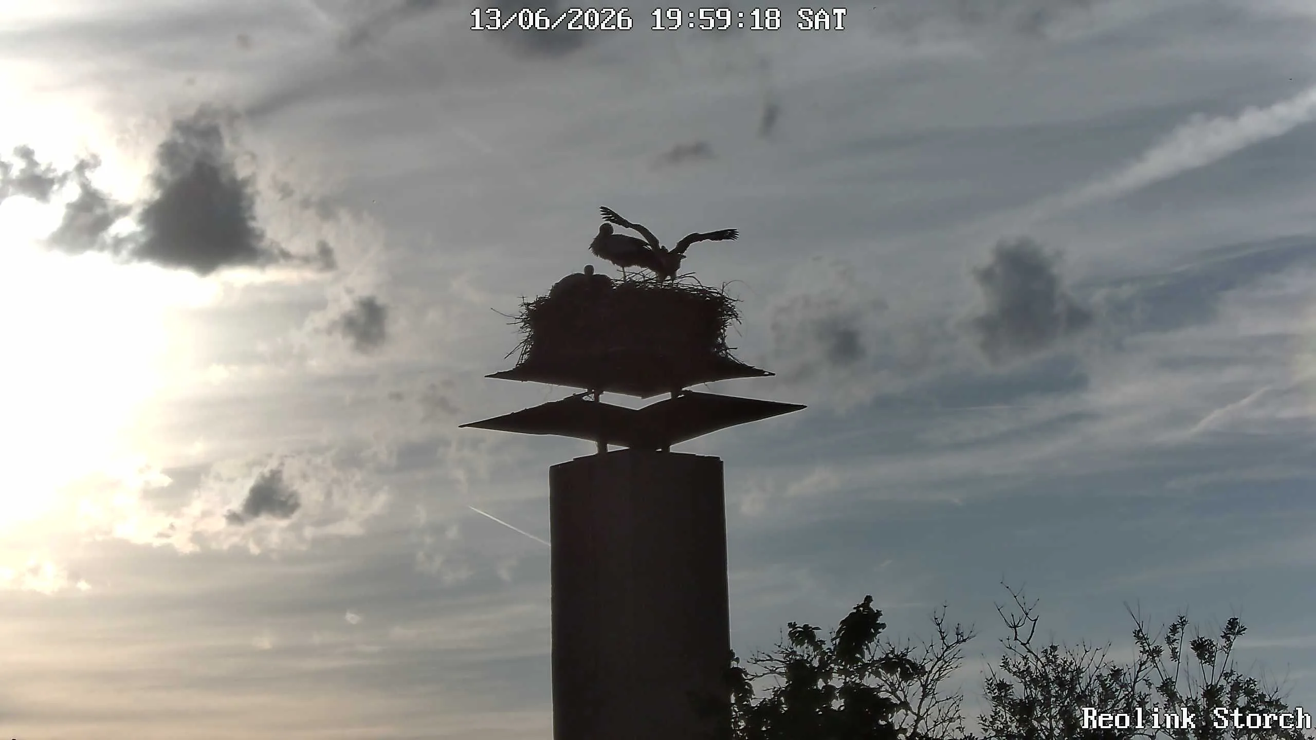 Storchencam Bild