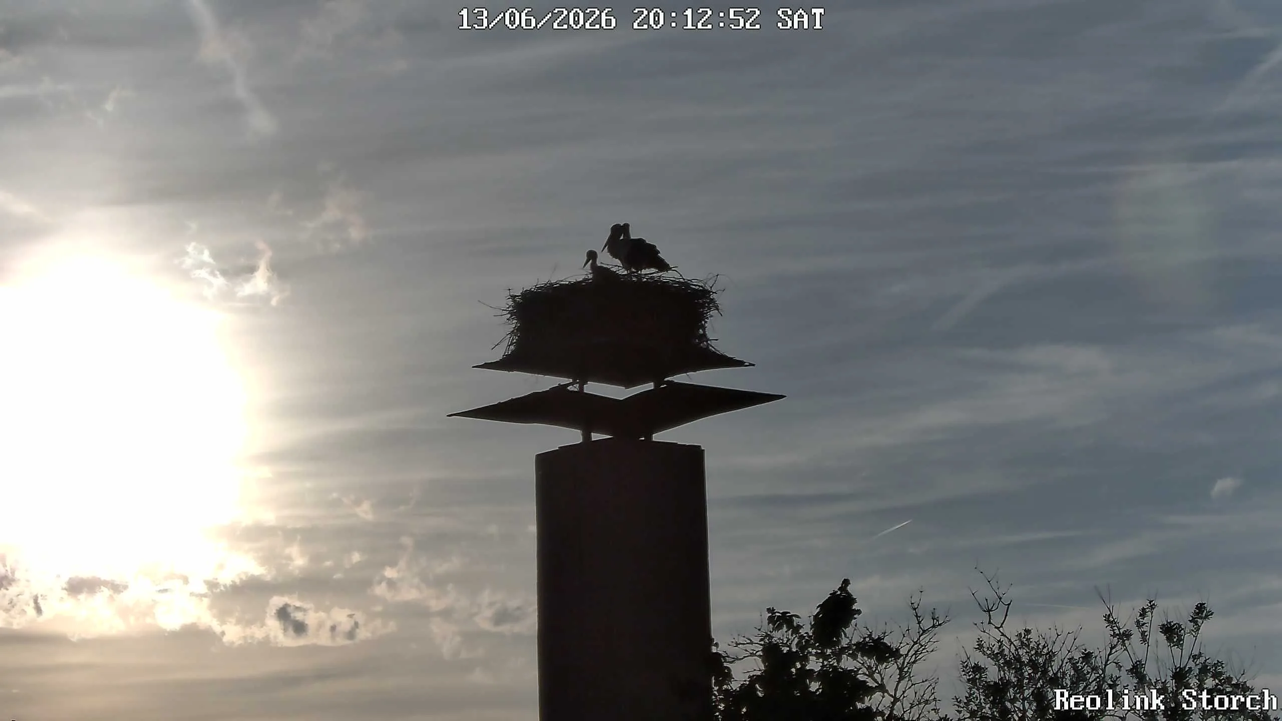 Storchencam Bild