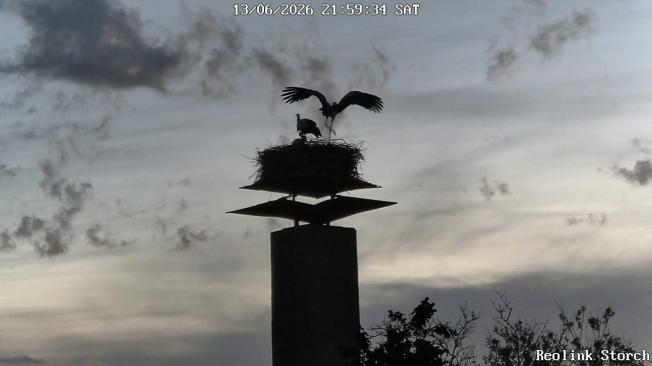 Storchencam Bild