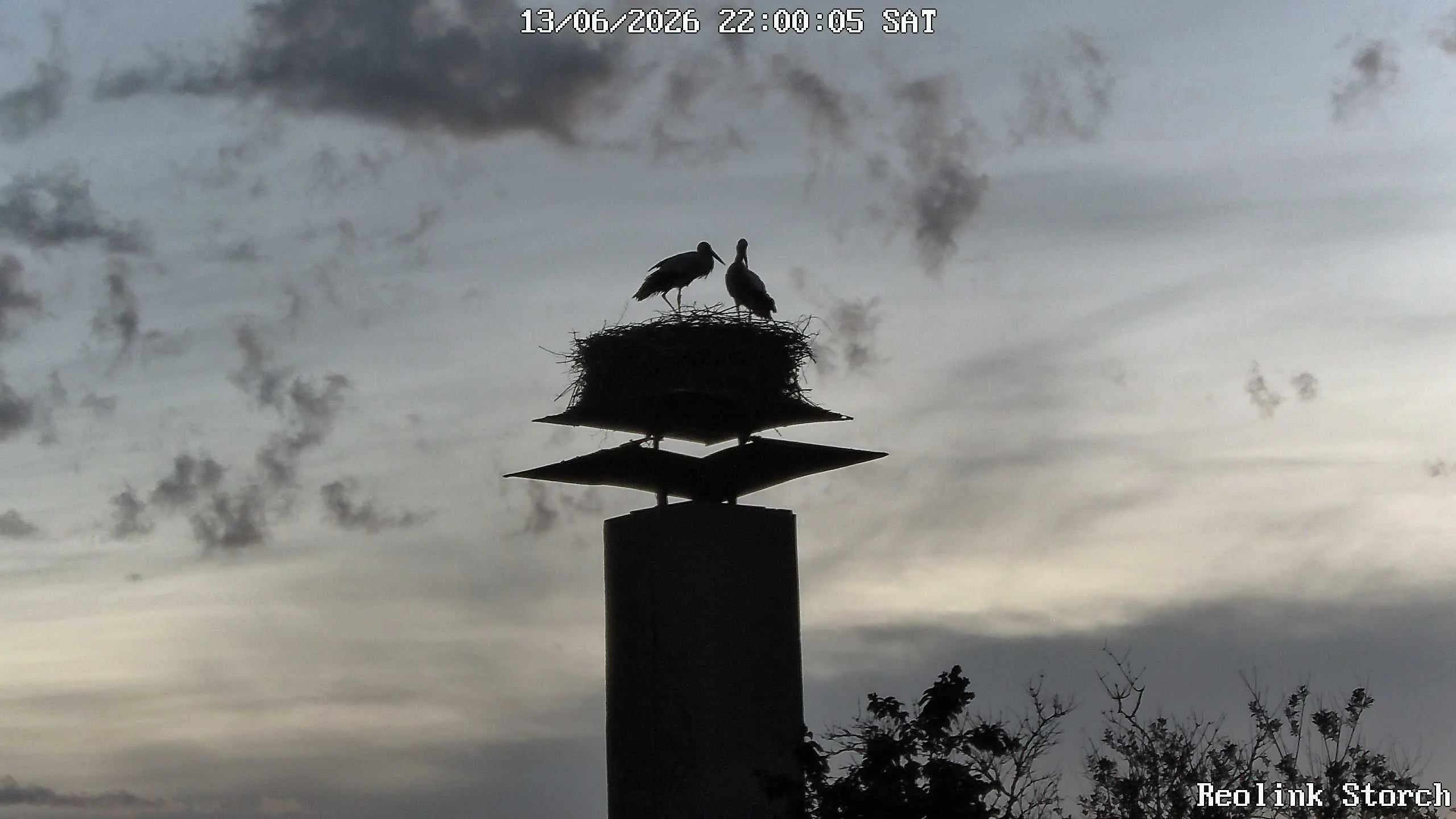 Storchencam Bild