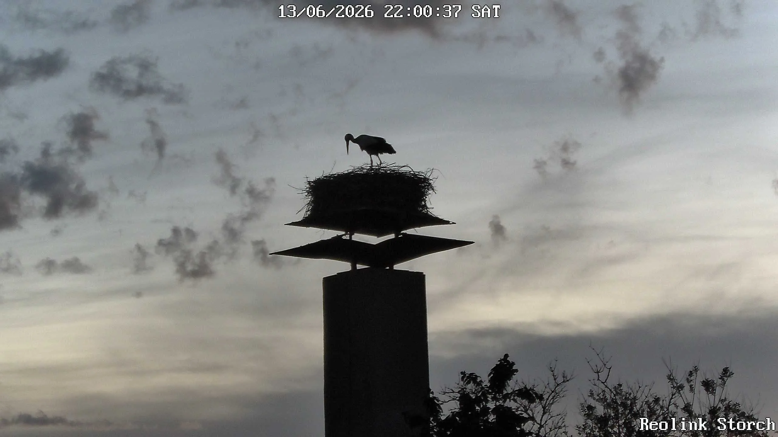 Storchencam Bild