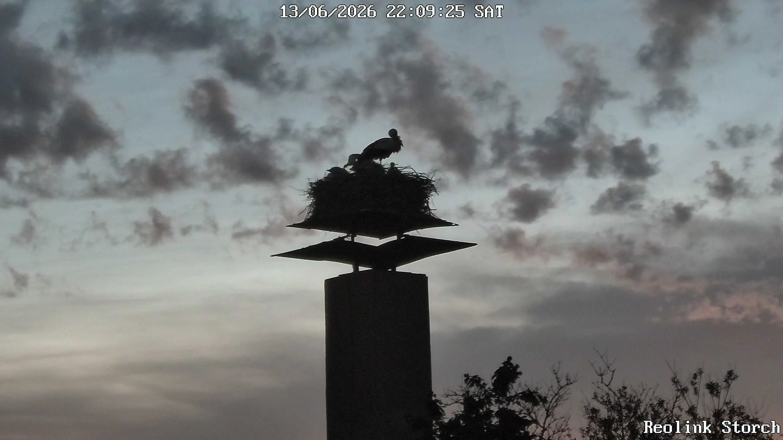 Storchencam Bild