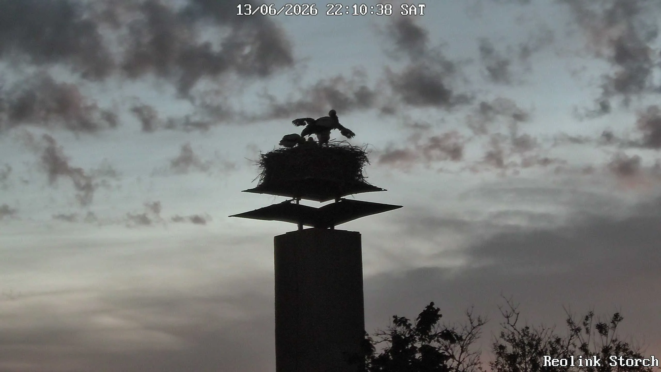 Storchencam Bild