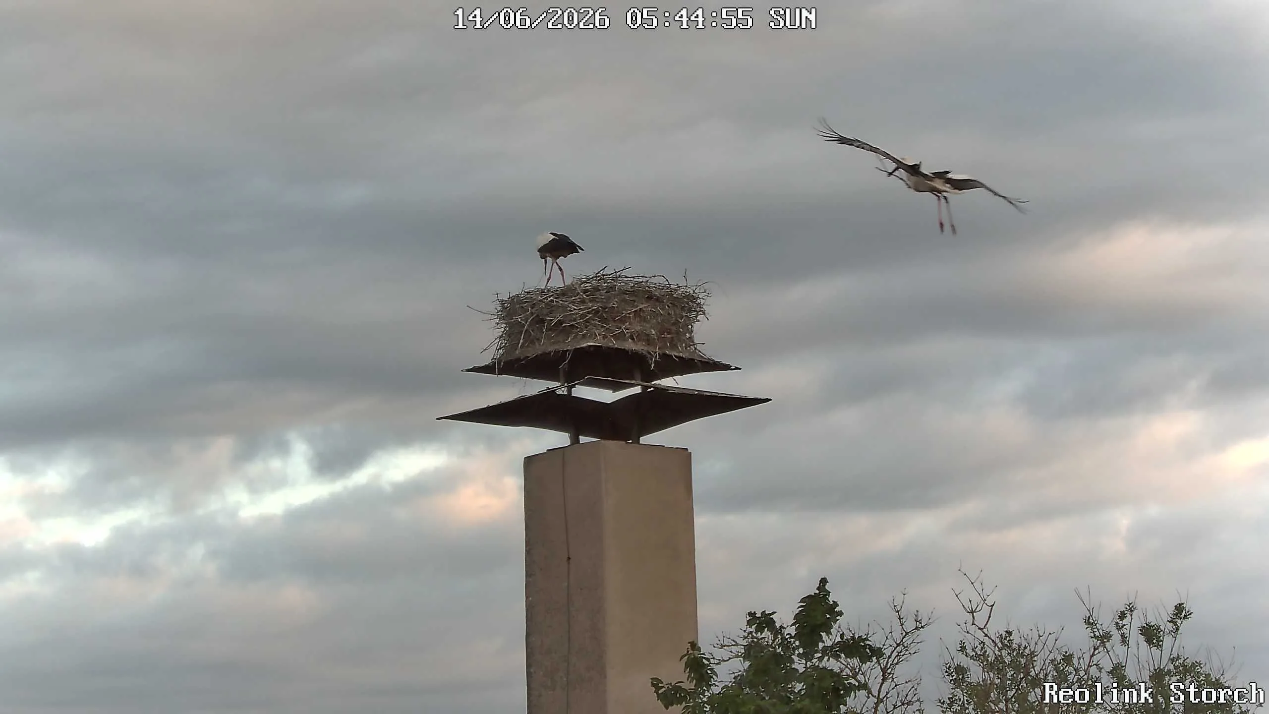 Storchencam Bild