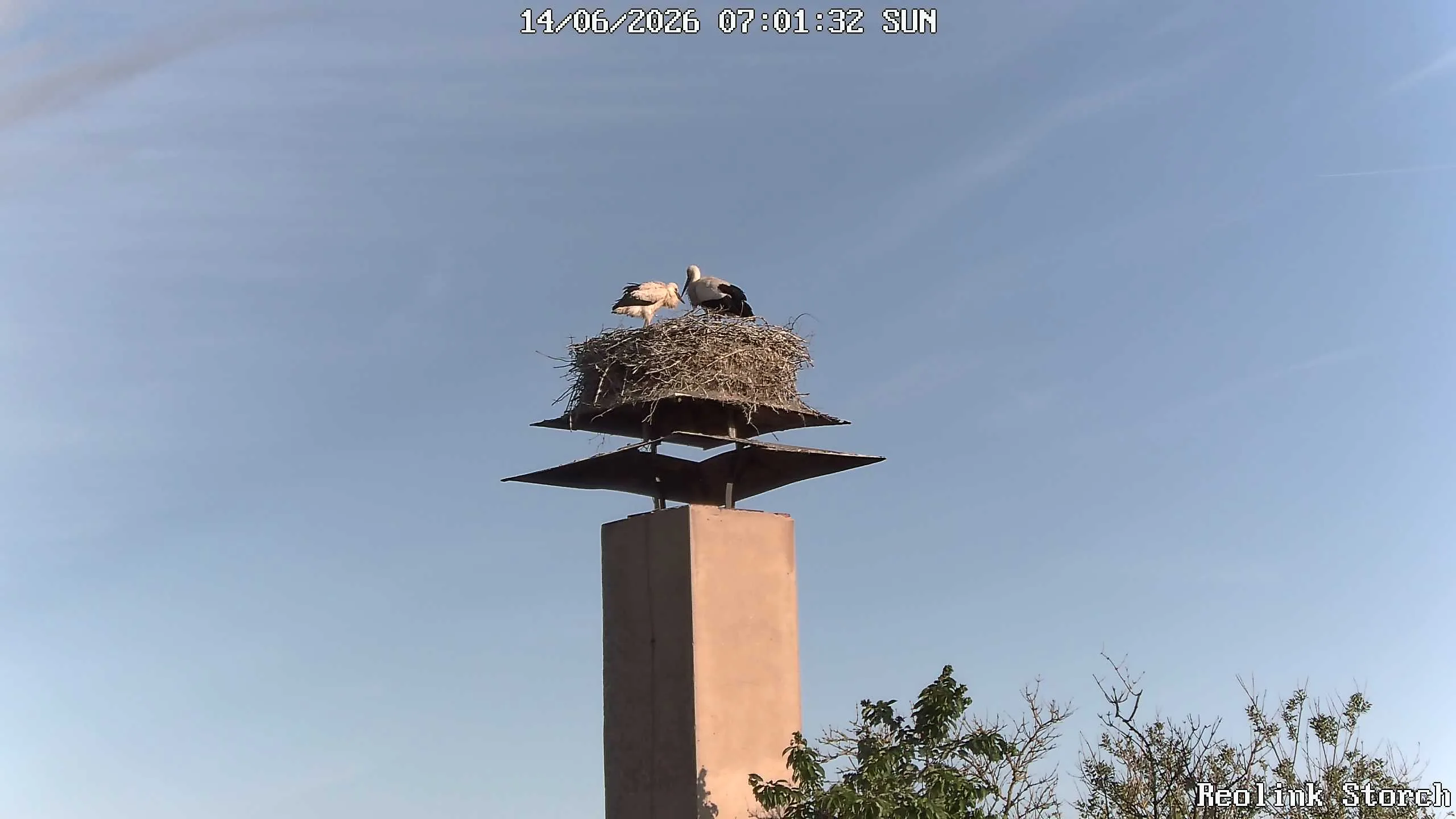 Storchencam Bild