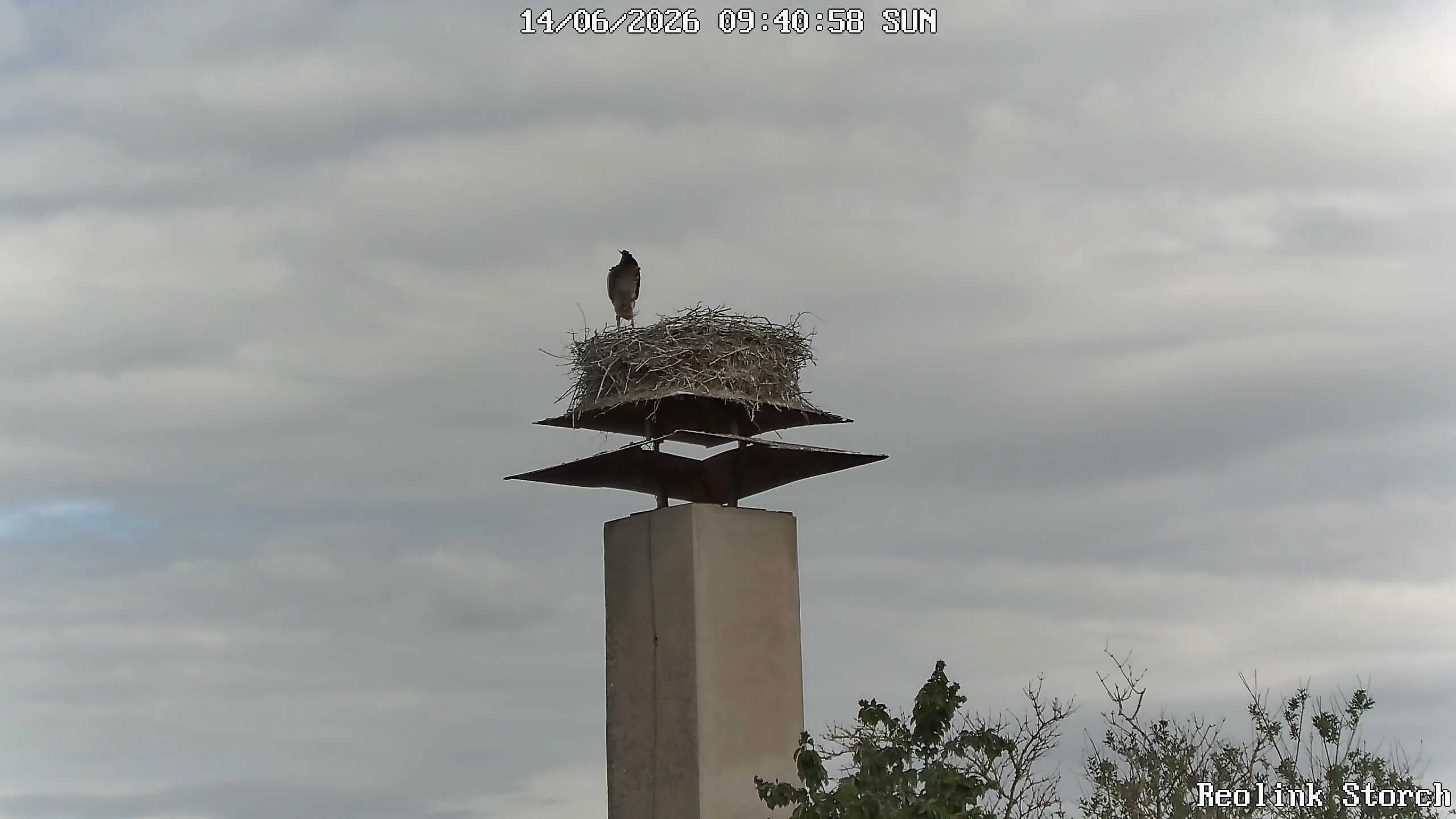 Storchencam Bild