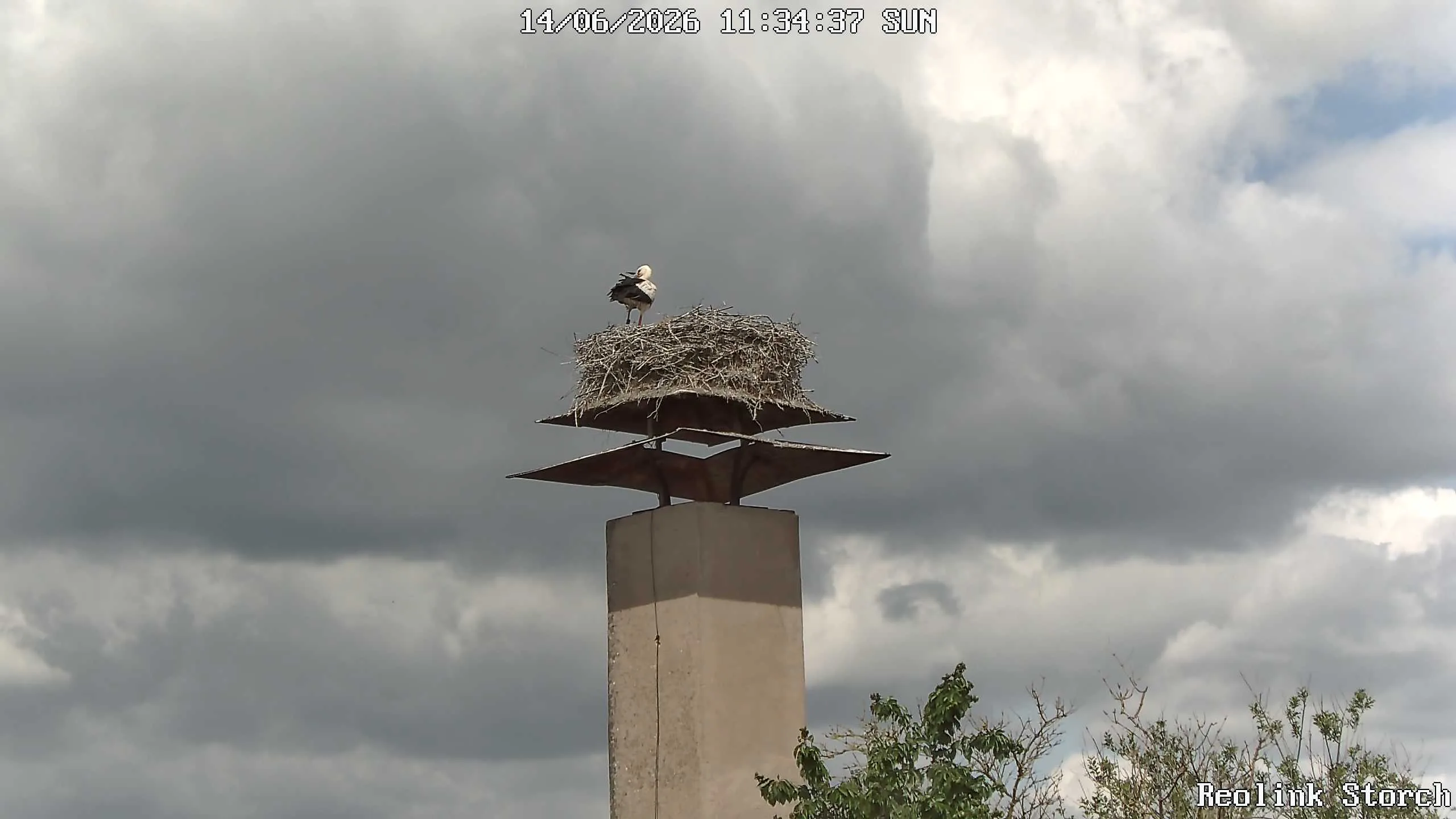 Storchencam Bild