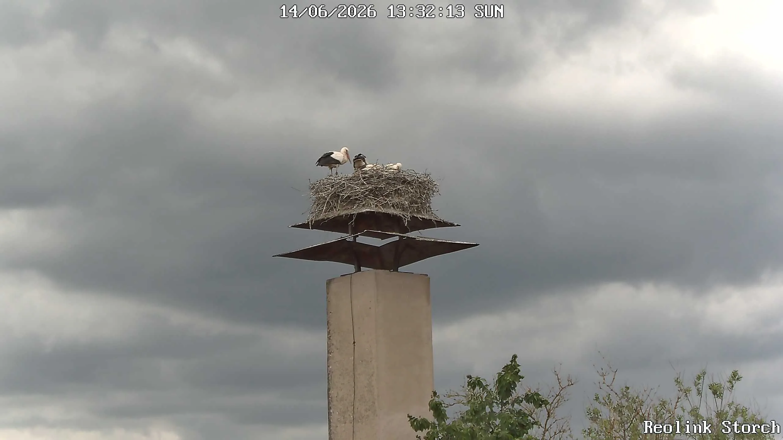 Storchencam Bild