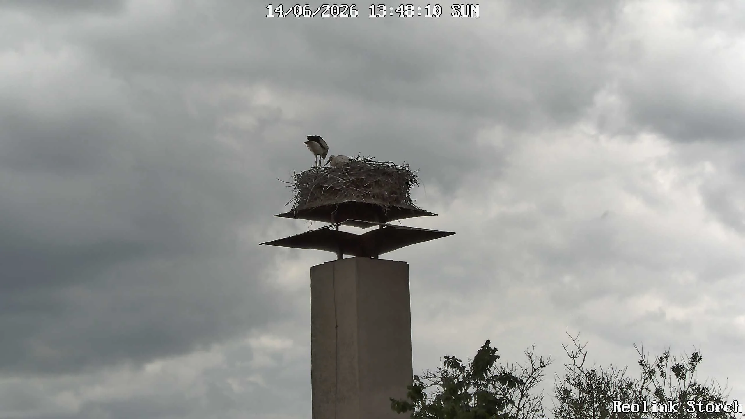 Storchencam Bild