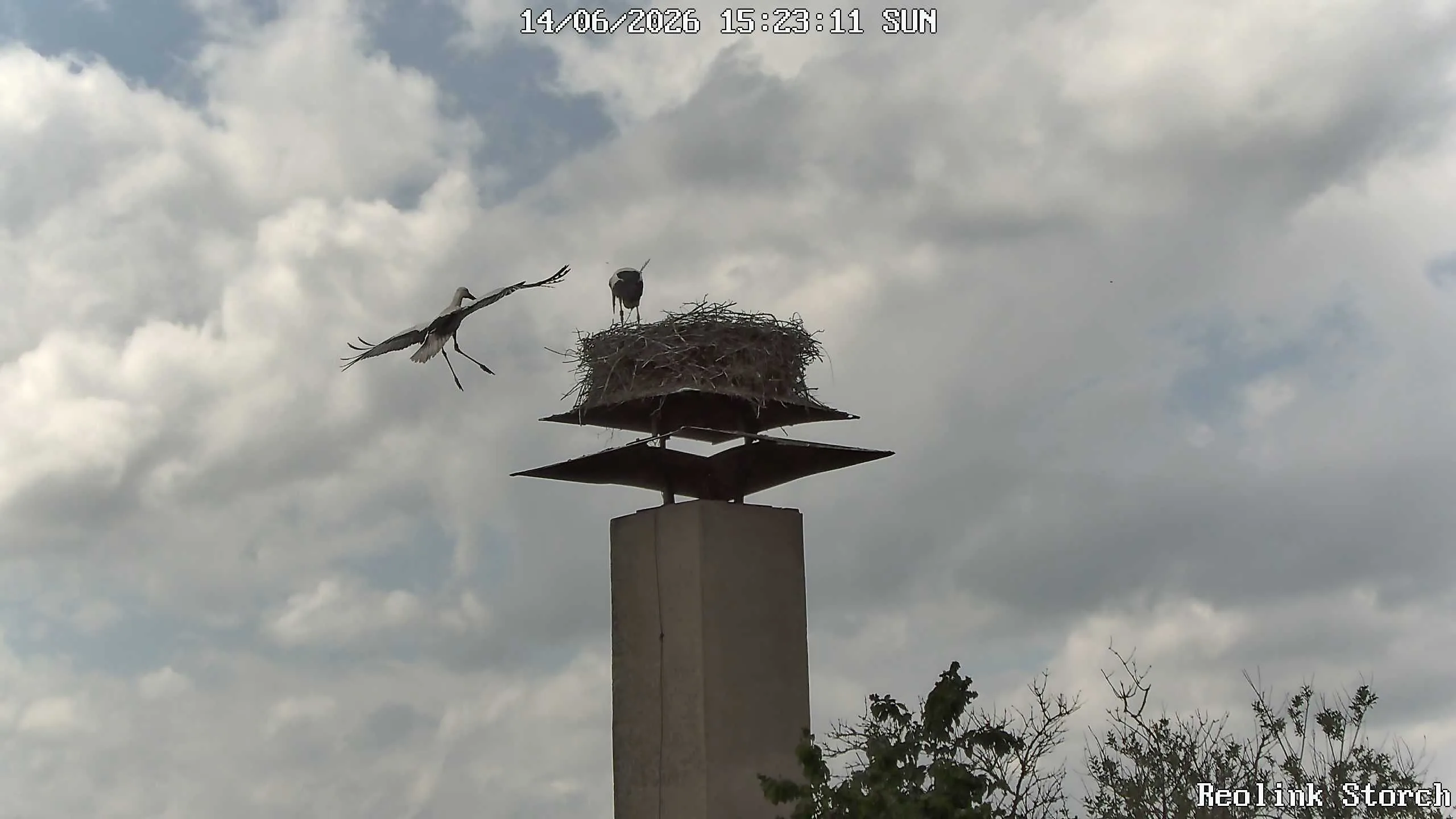 Storchencam Bild