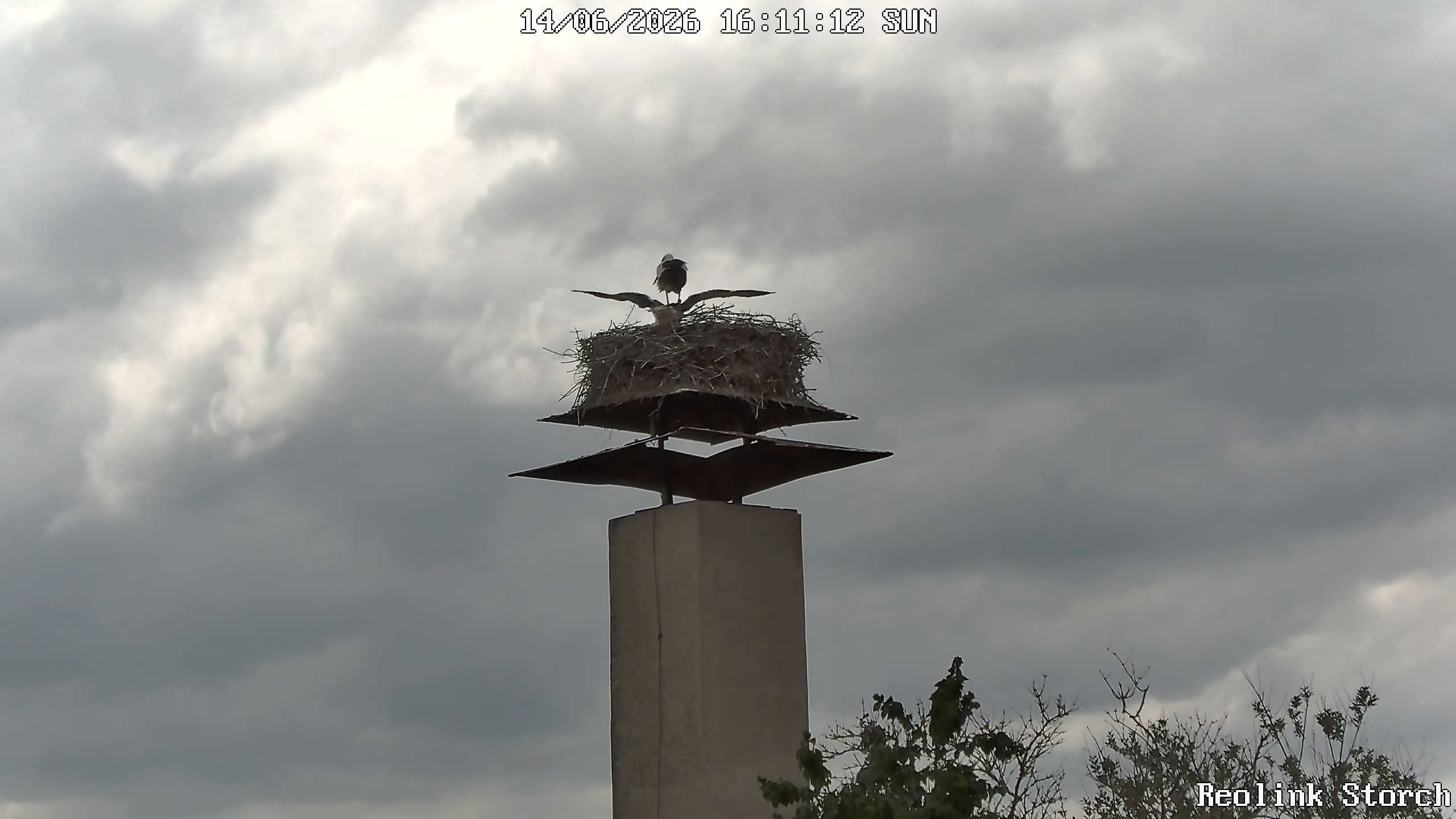 Storchencam Bild