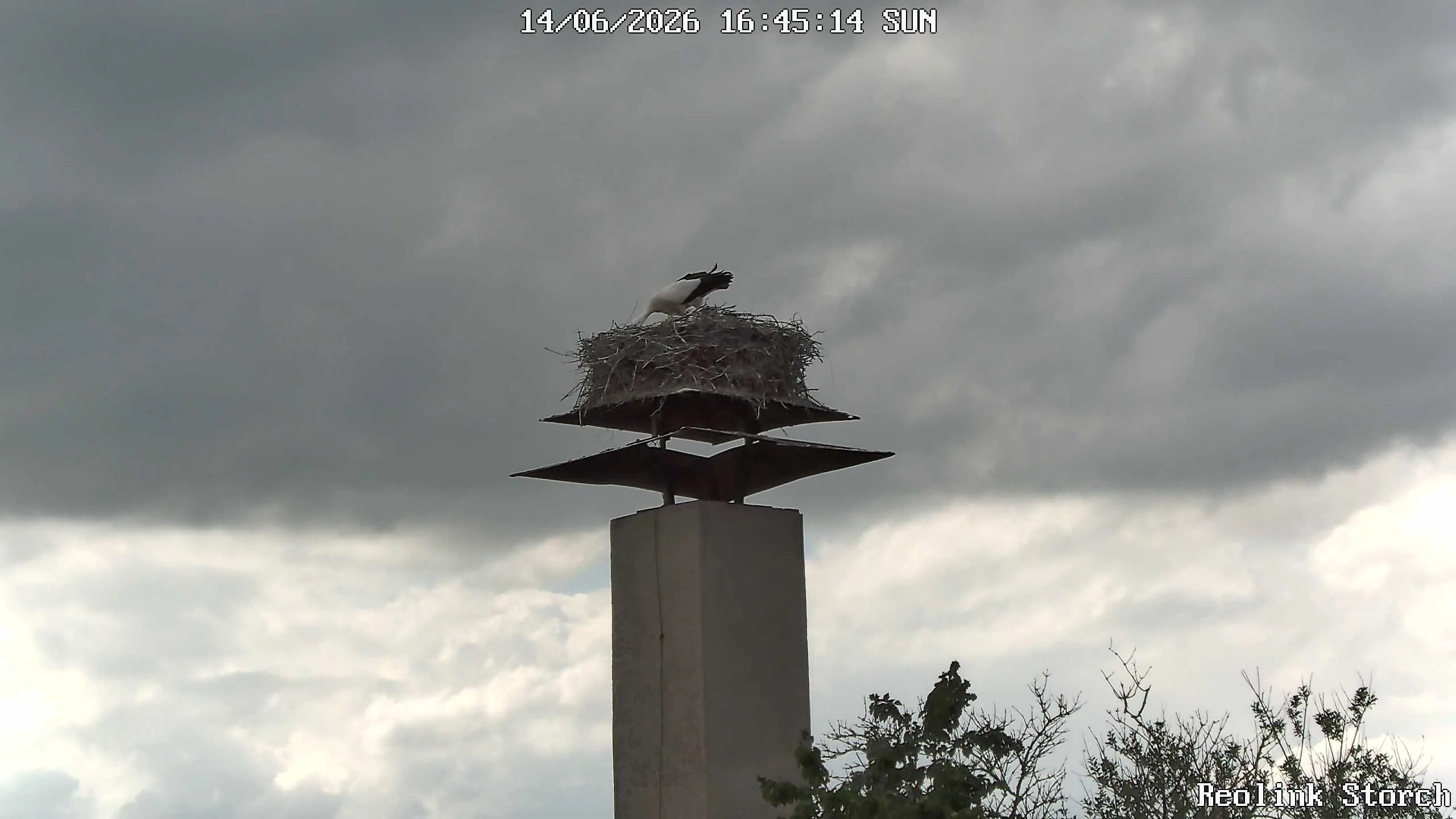 Storchencam Bild
