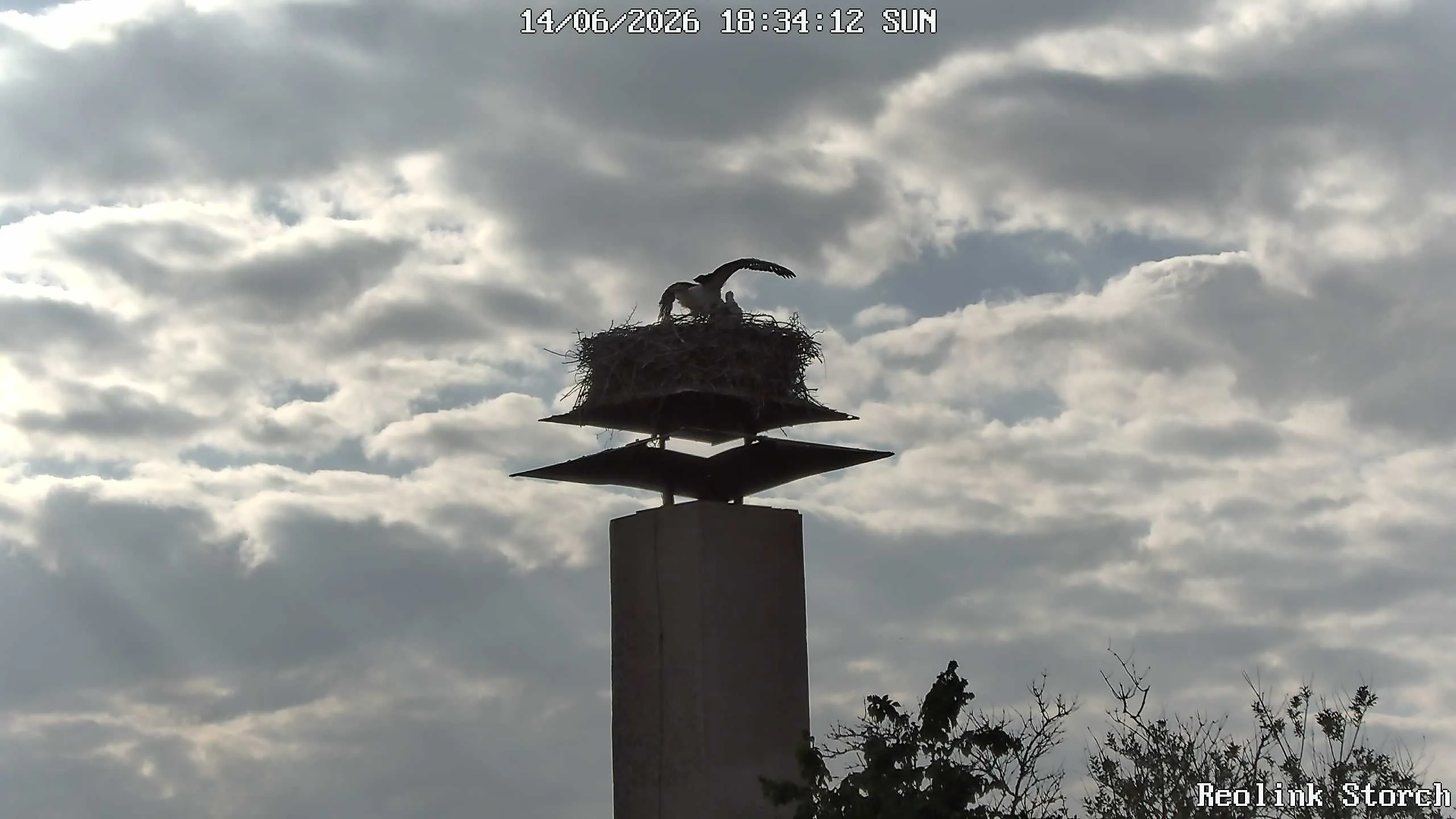 Storchencam Bild