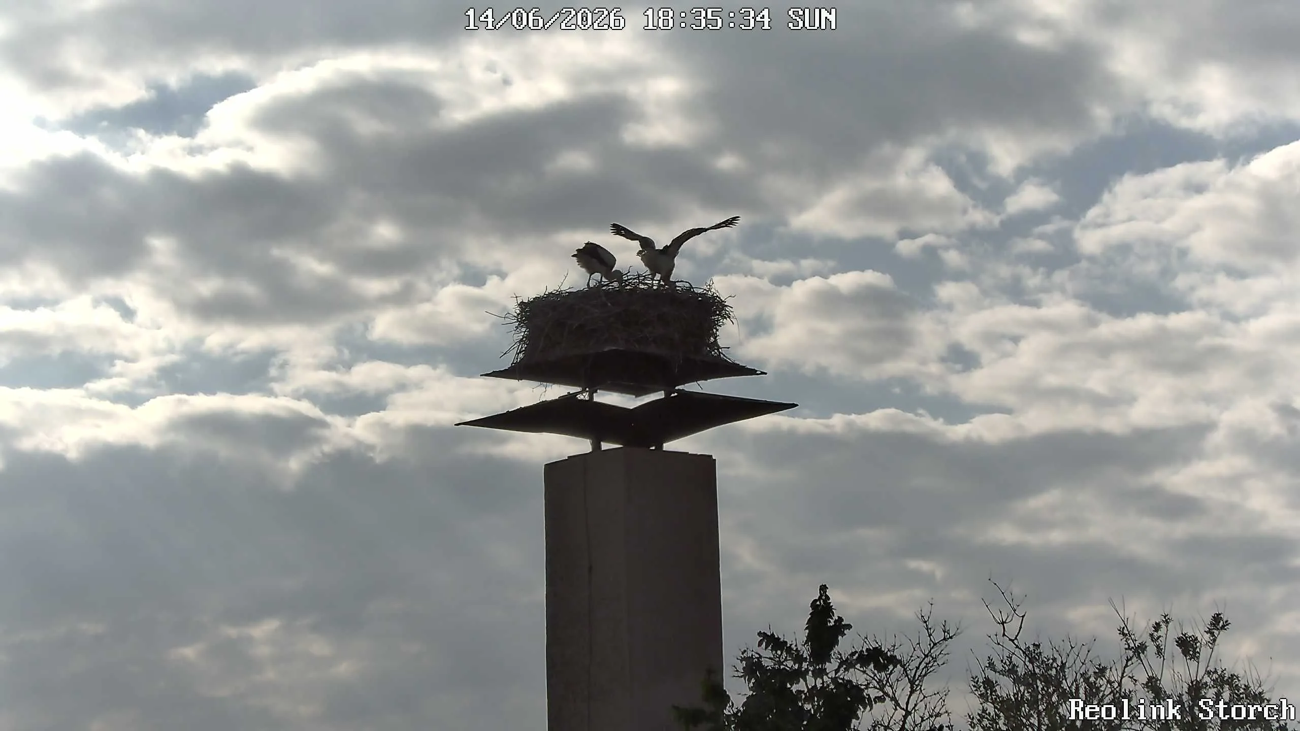 Storchencam Bild