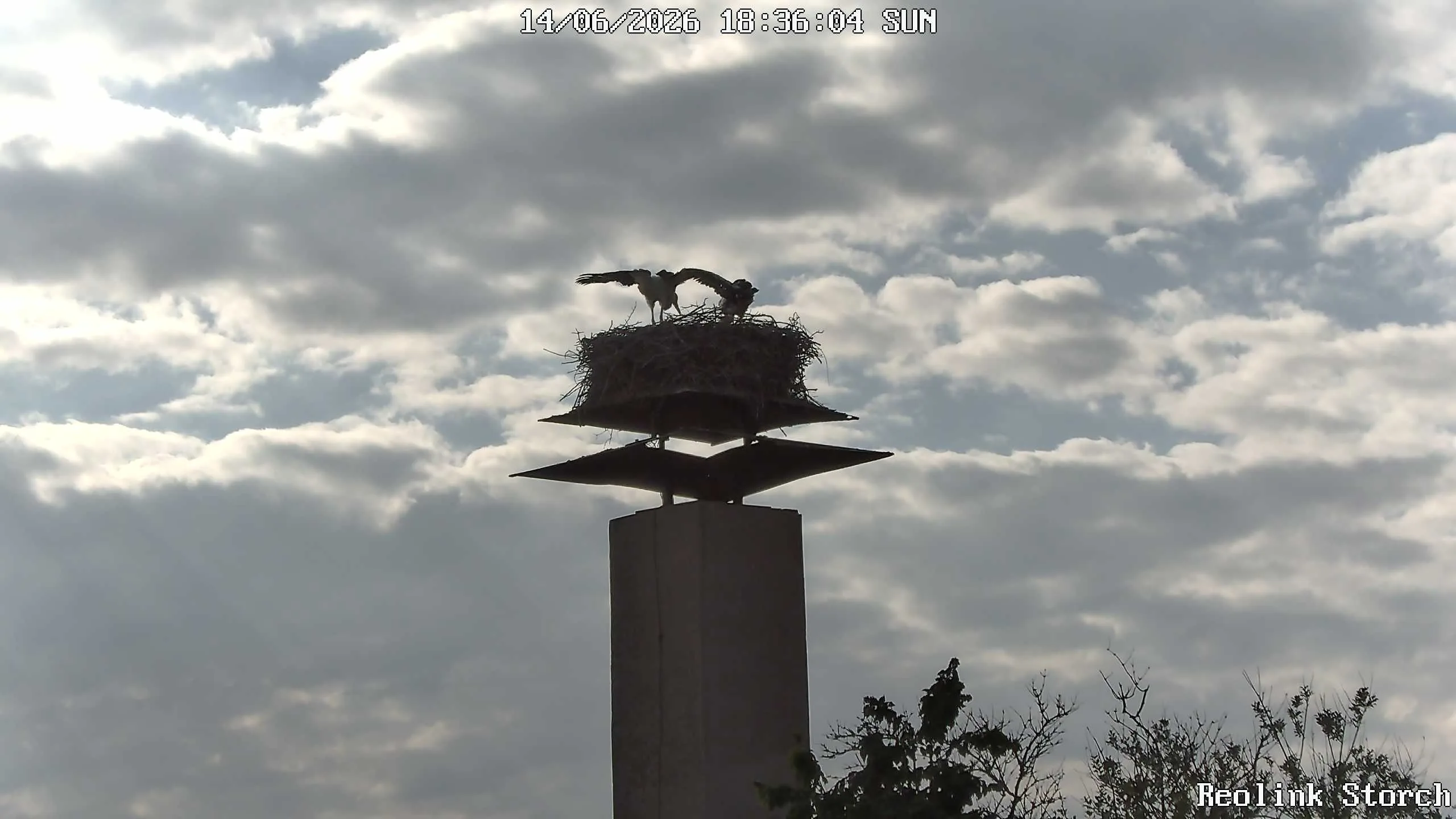 Storchencam Bild