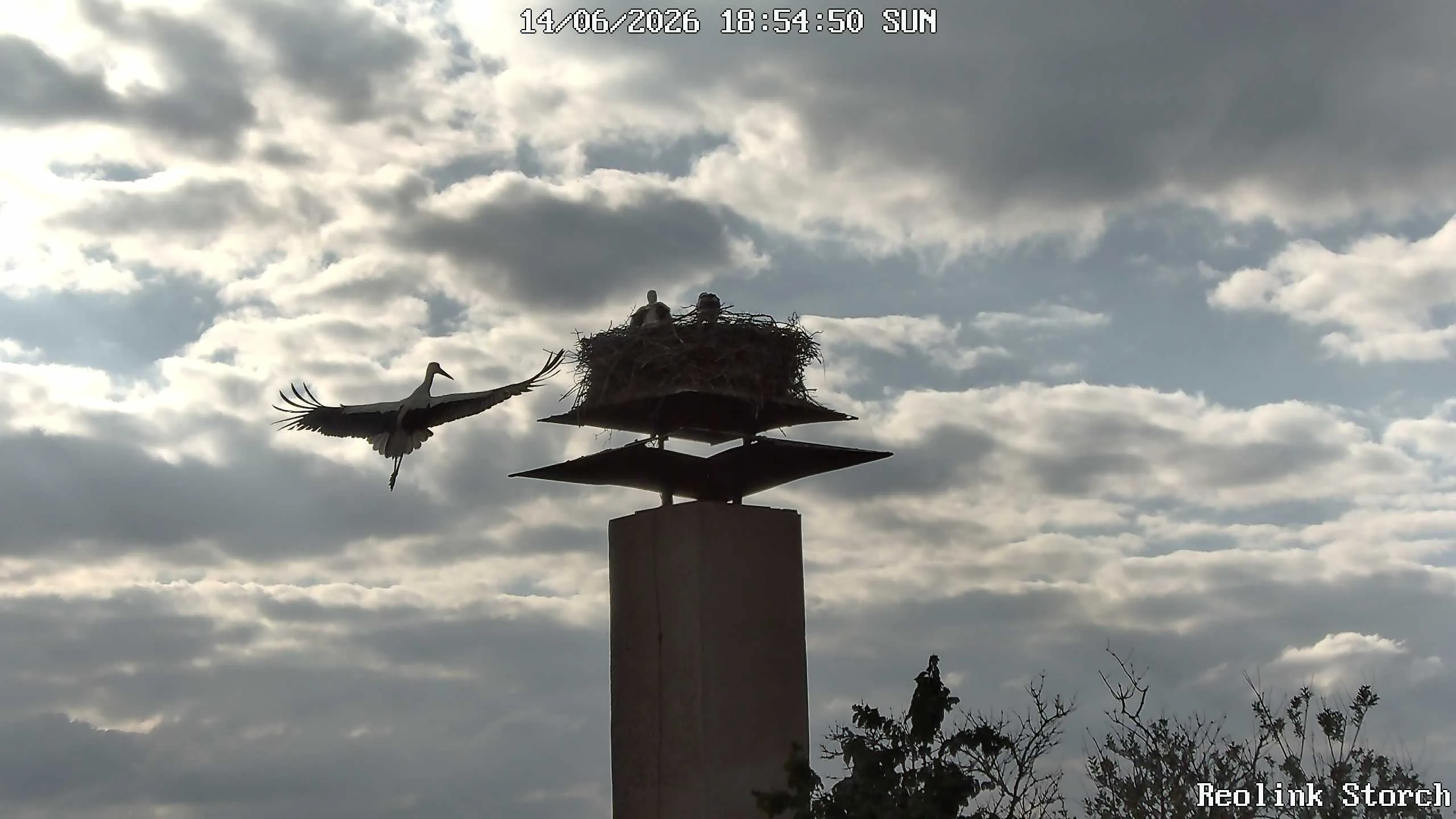 Storchencam Bild