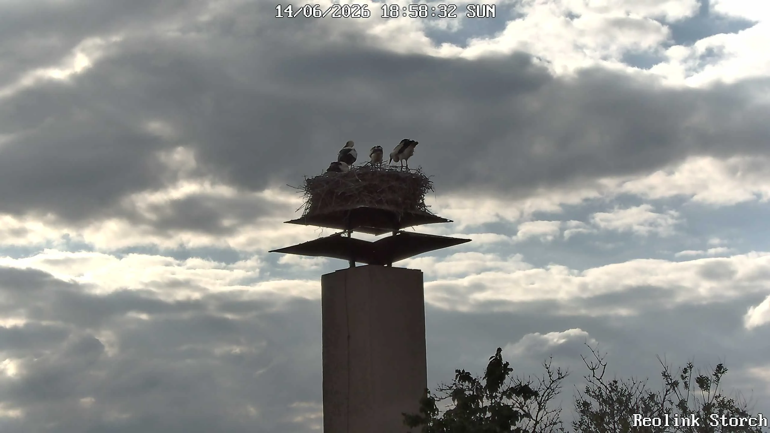 Storchencam Bild