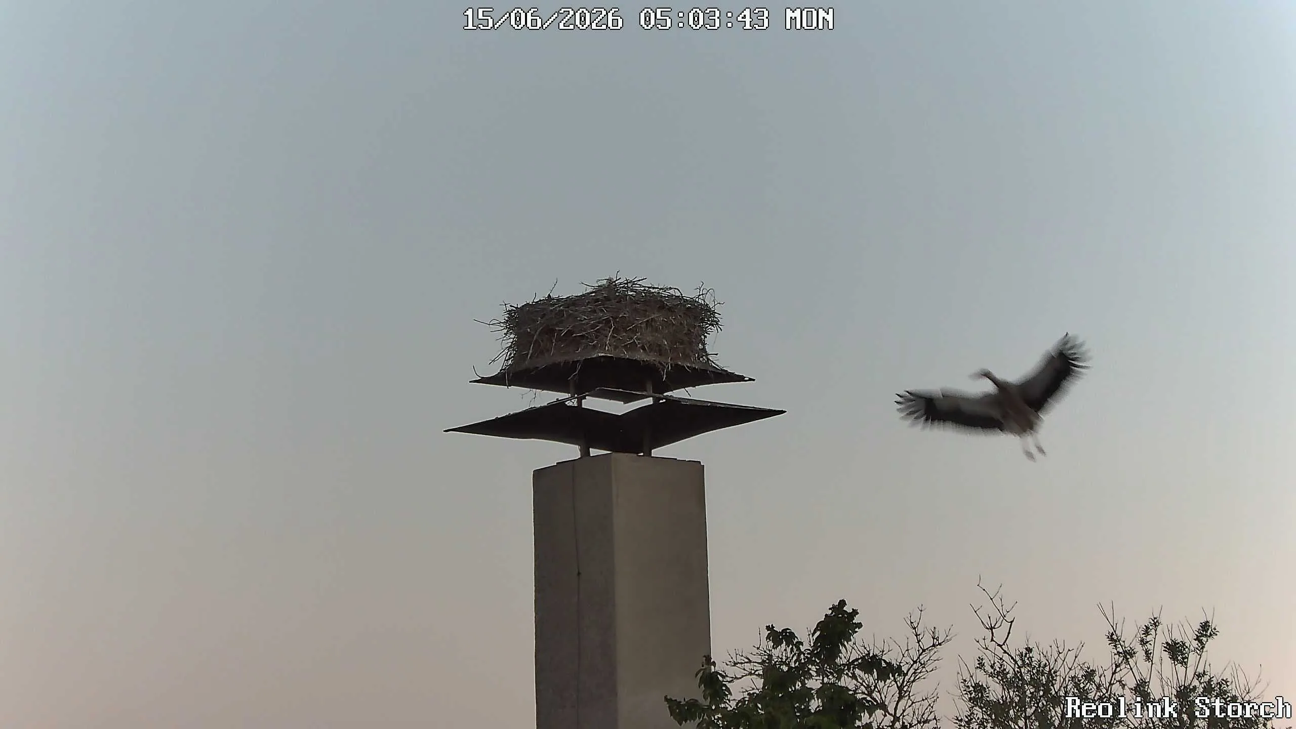 Storchencam Bild