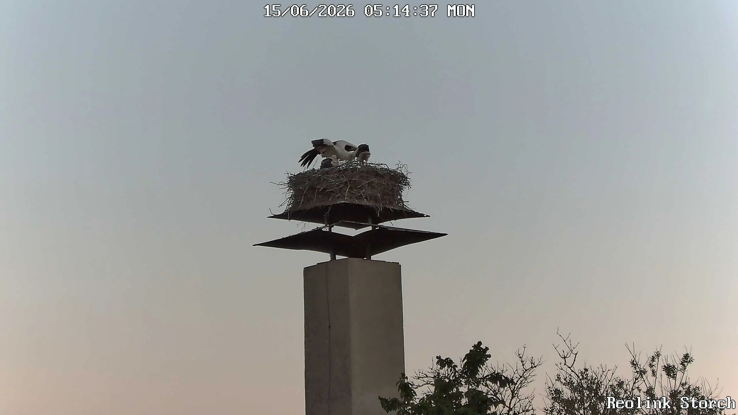 Storchencam Bild
