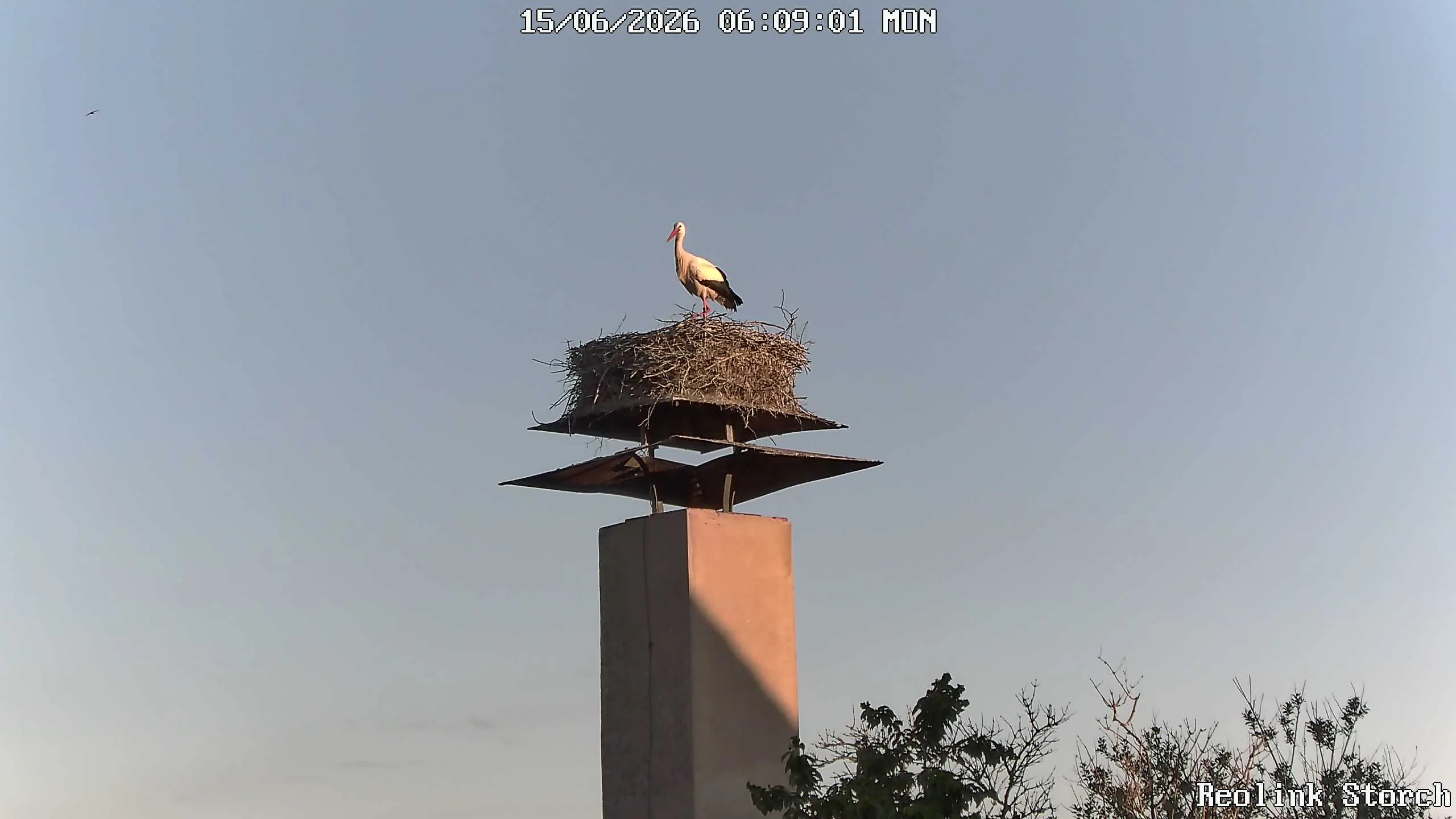 Storchencam Bild