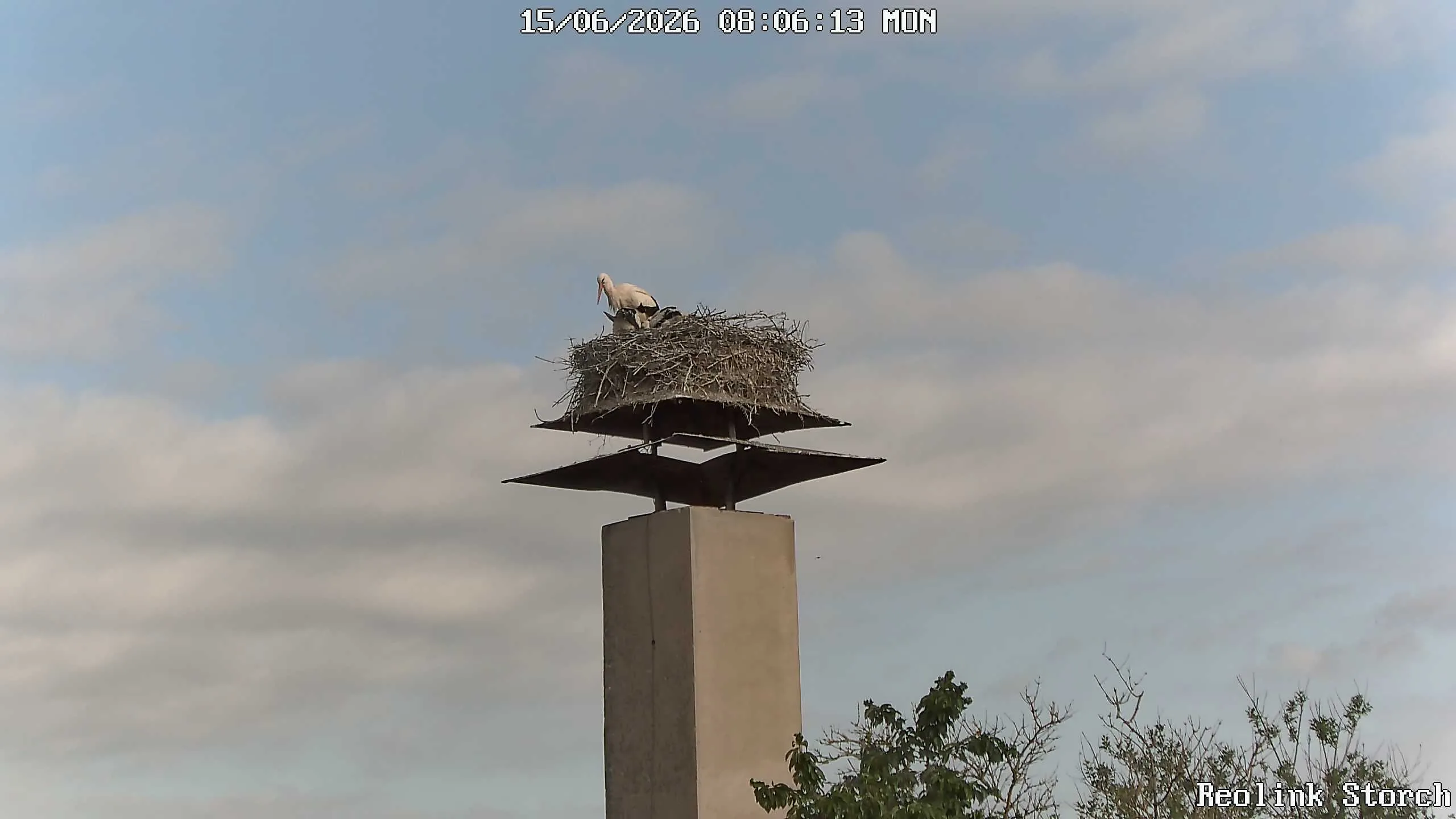 Storchencam Bild