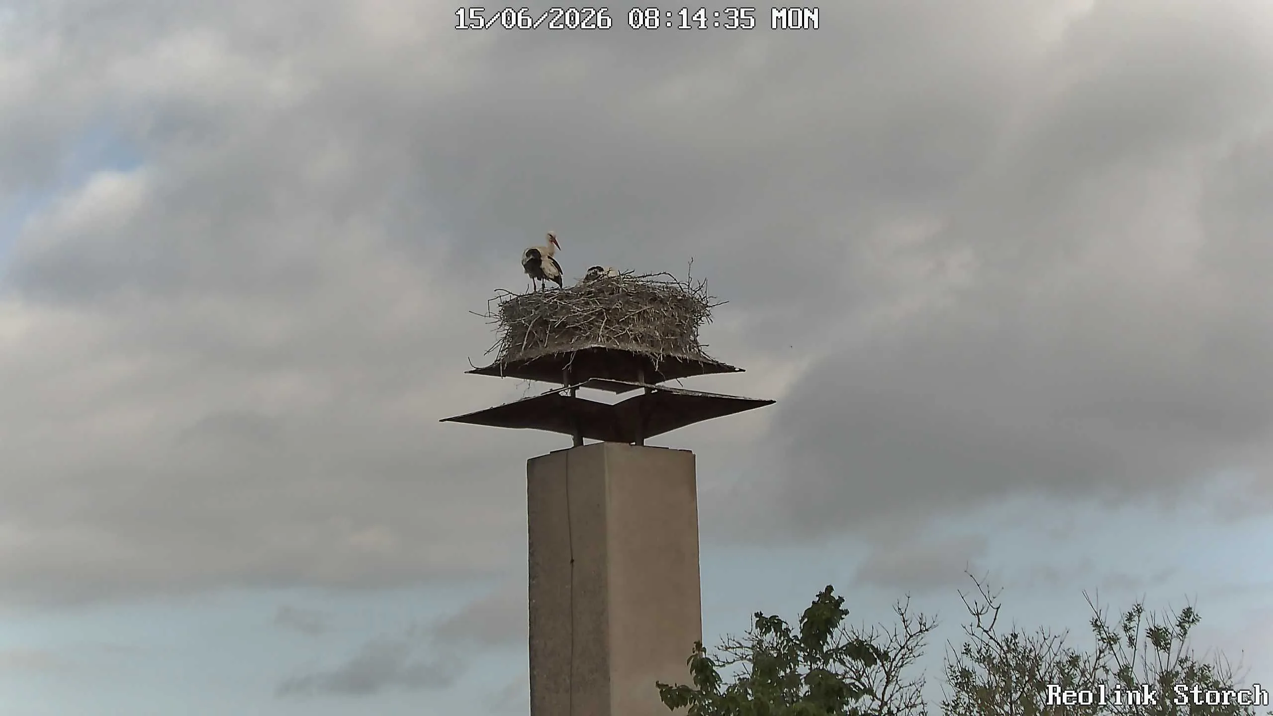 Storchencam Bild