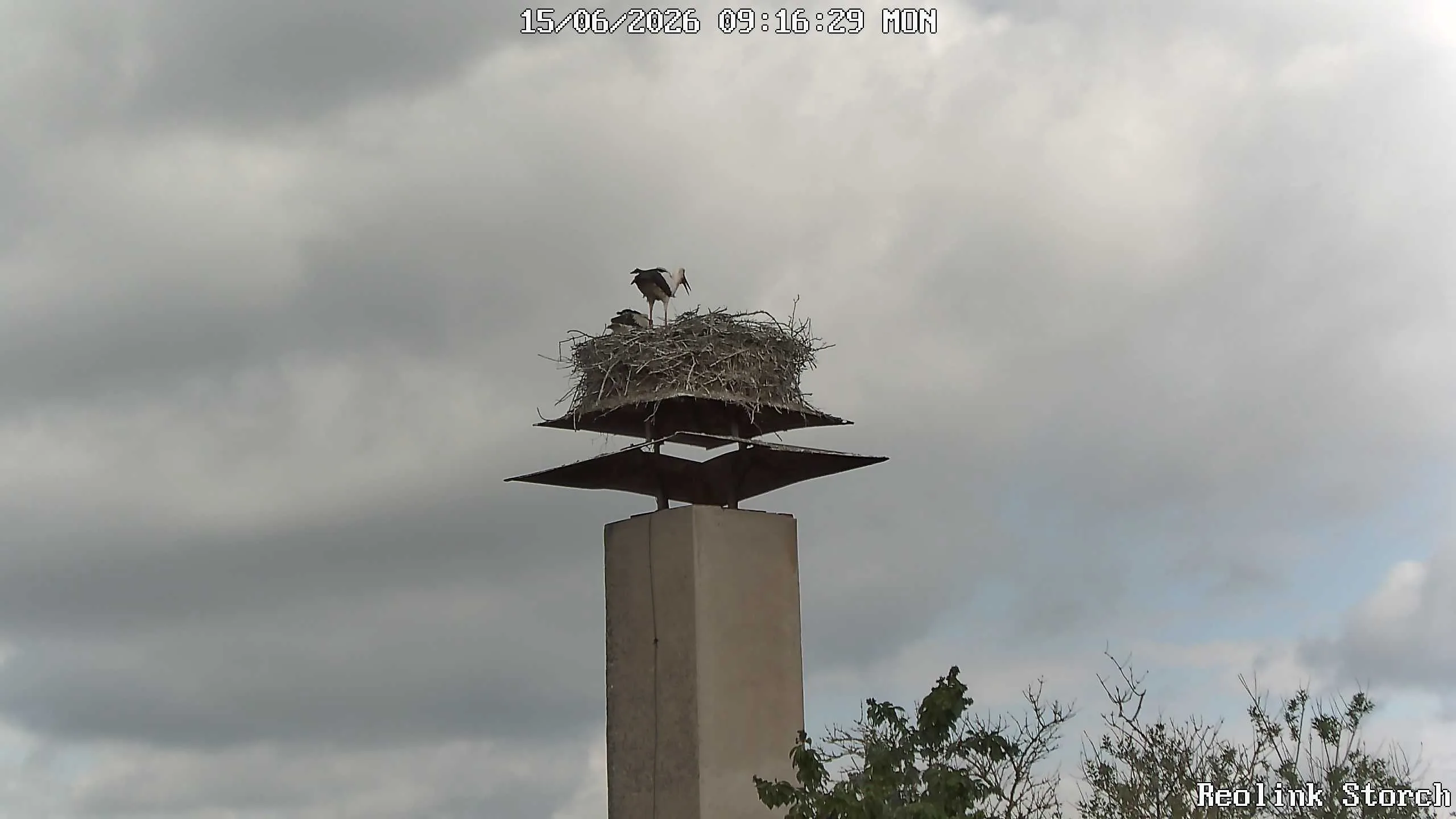 Storchencam Bild