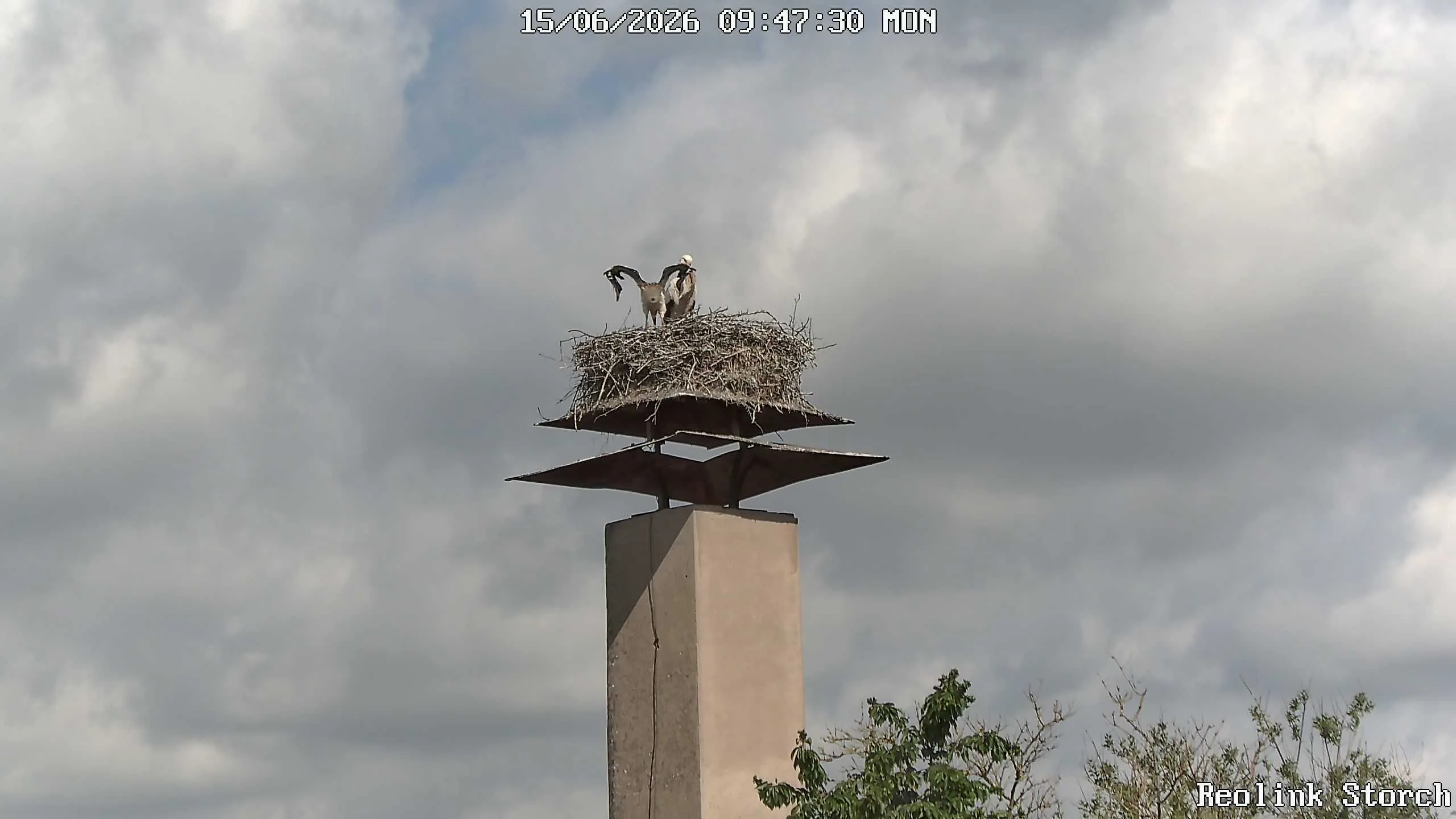 Storchencam Bild