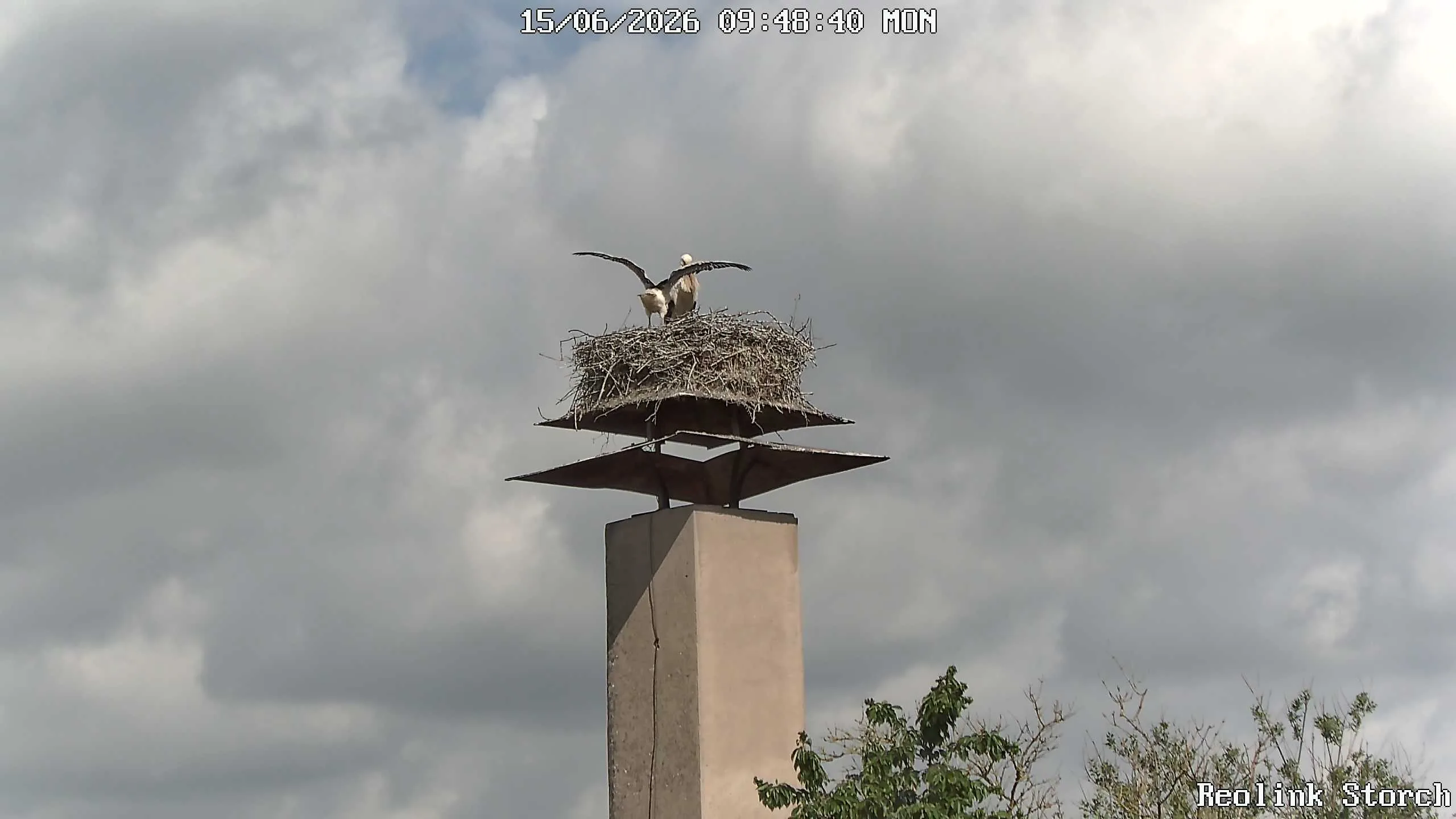 Storchencam Bild