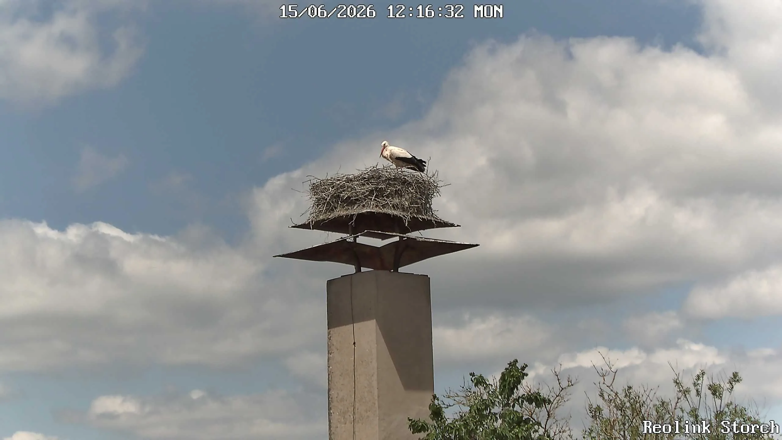 Storchencam Bild